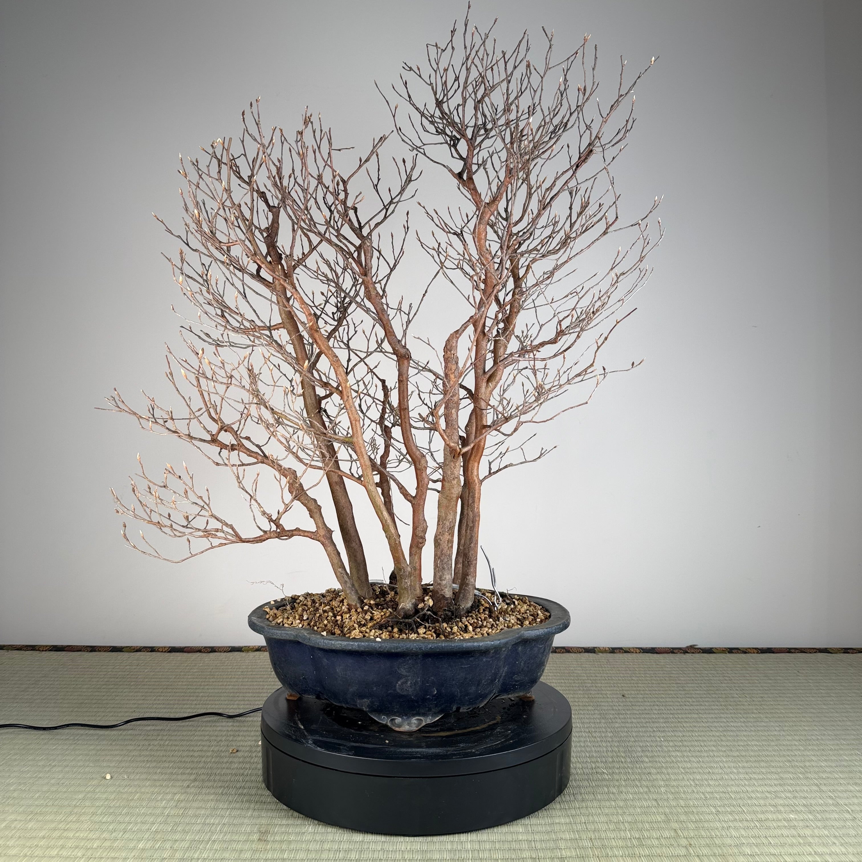 Stewartia monadelpha