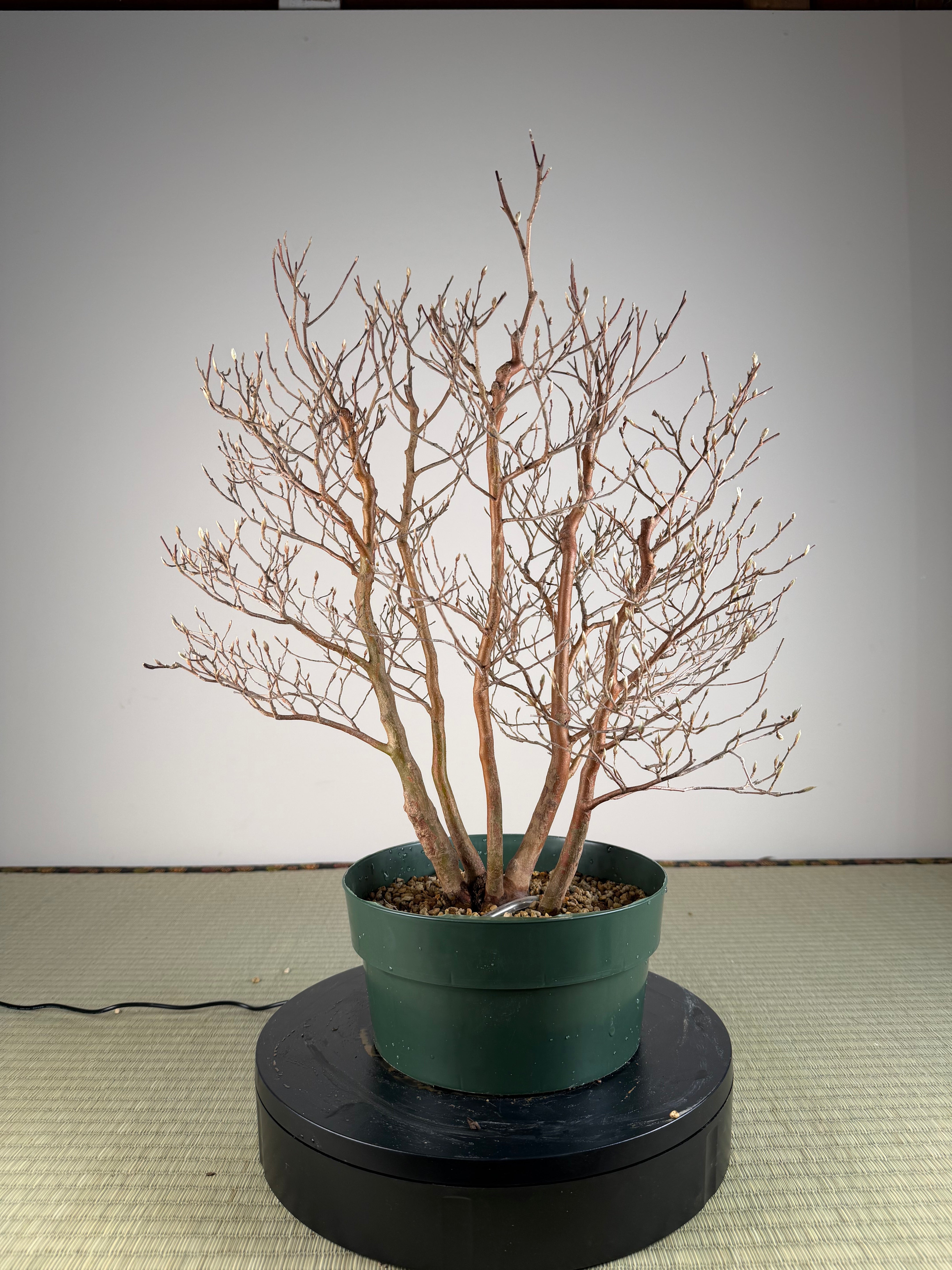 Stewartia monadelpha