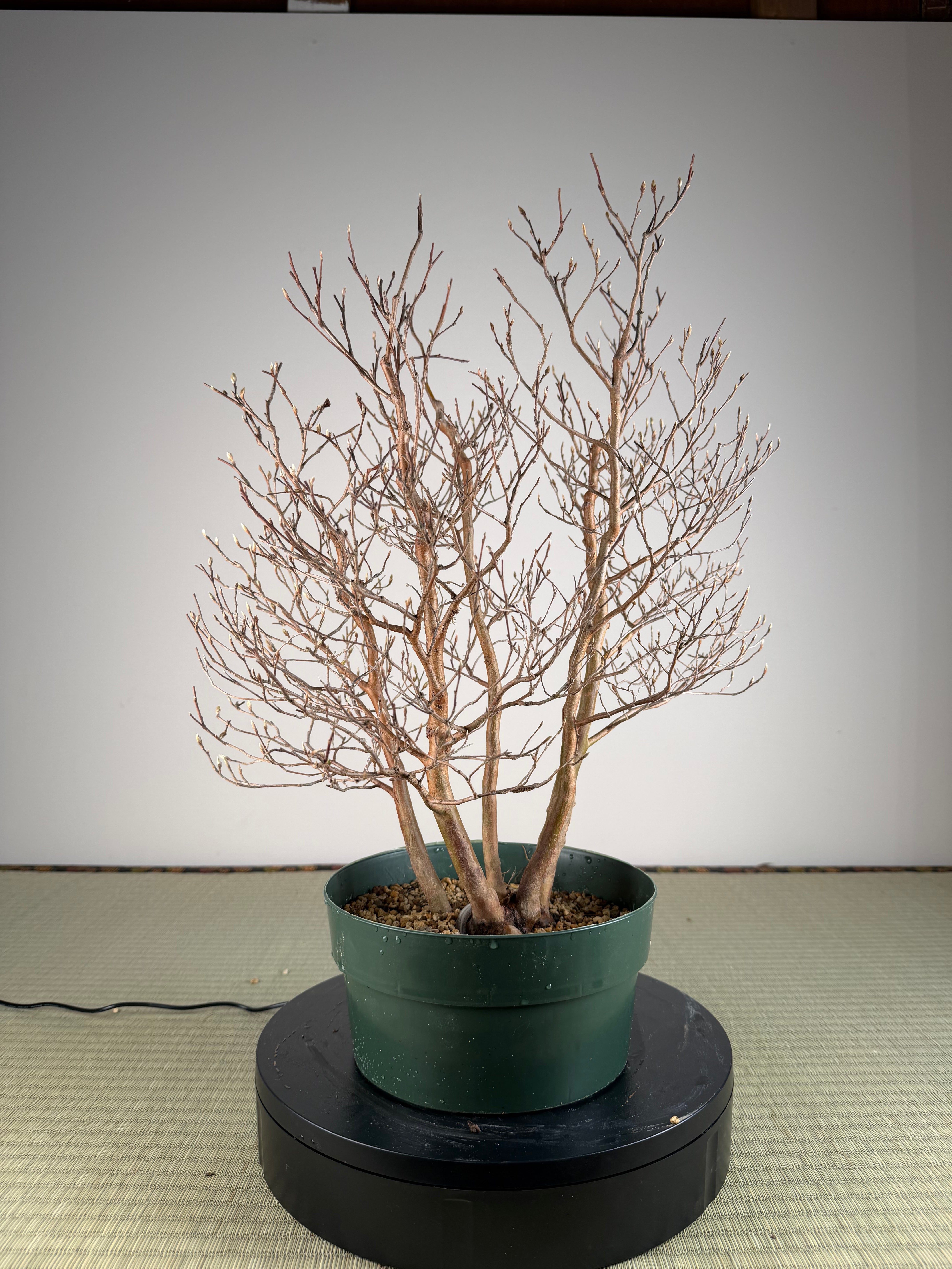 Stewartia monadelpha