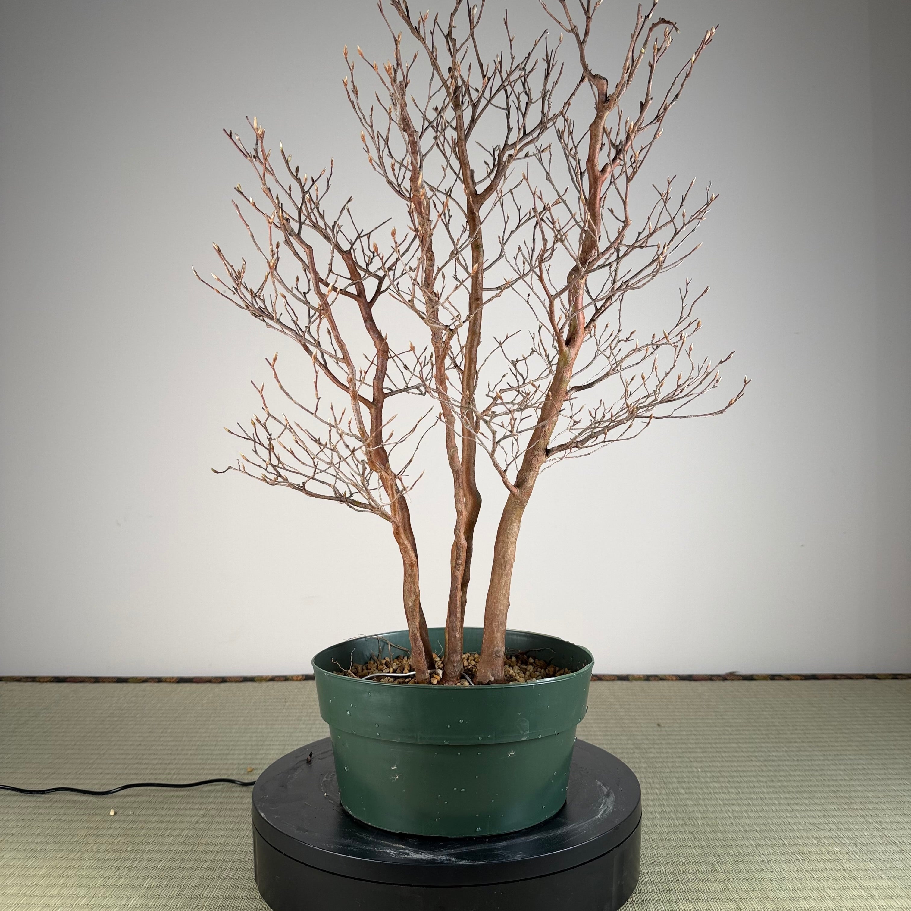 Stewartia monadelpha