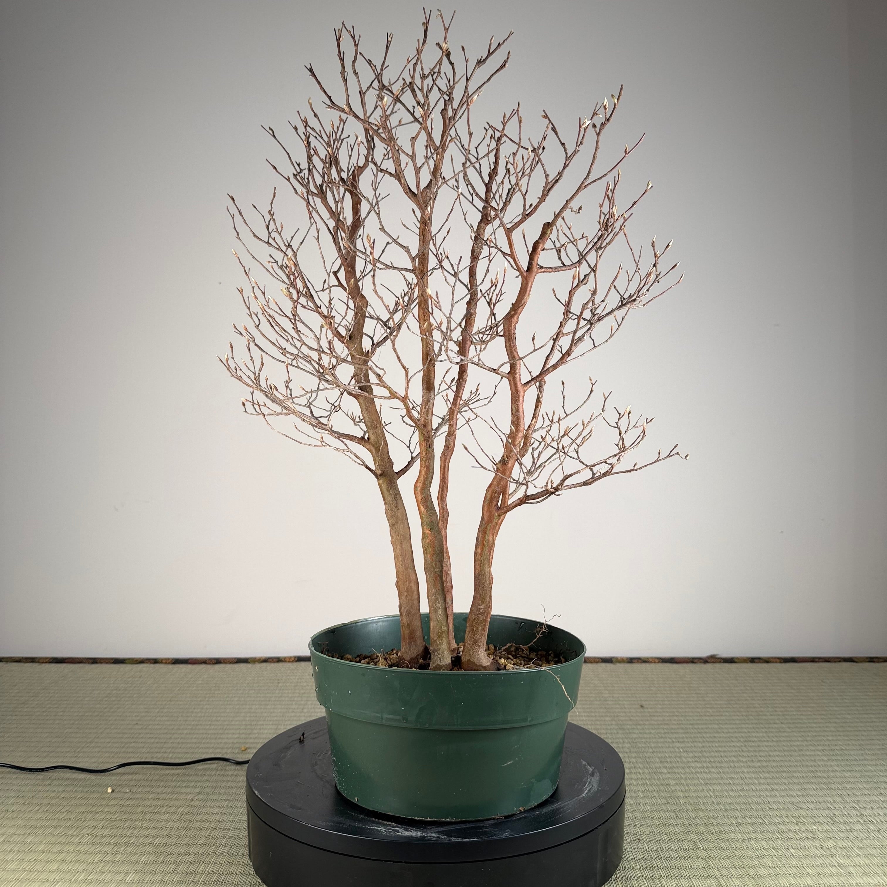 Stewartia monadelpha