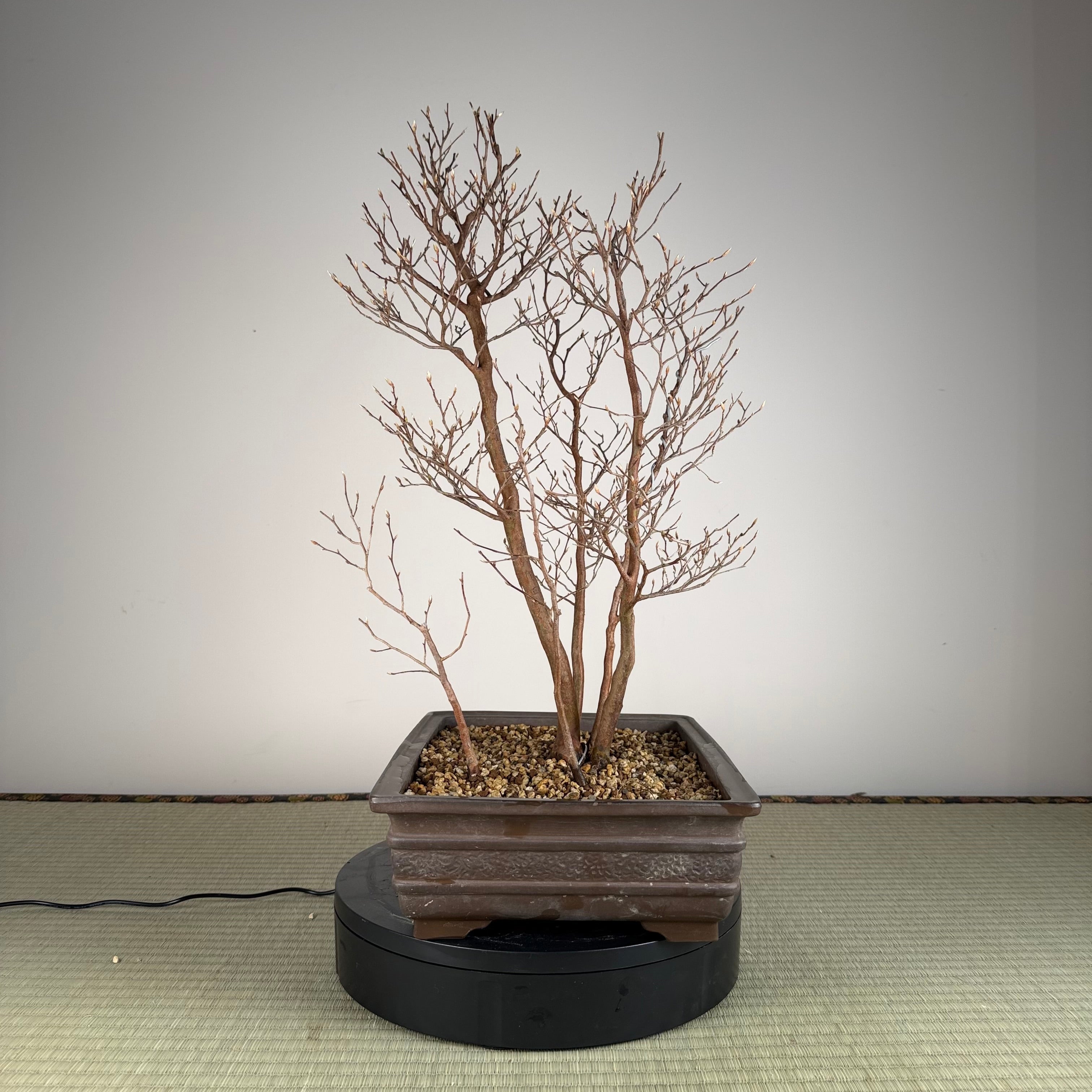 Stewartia monadelpha