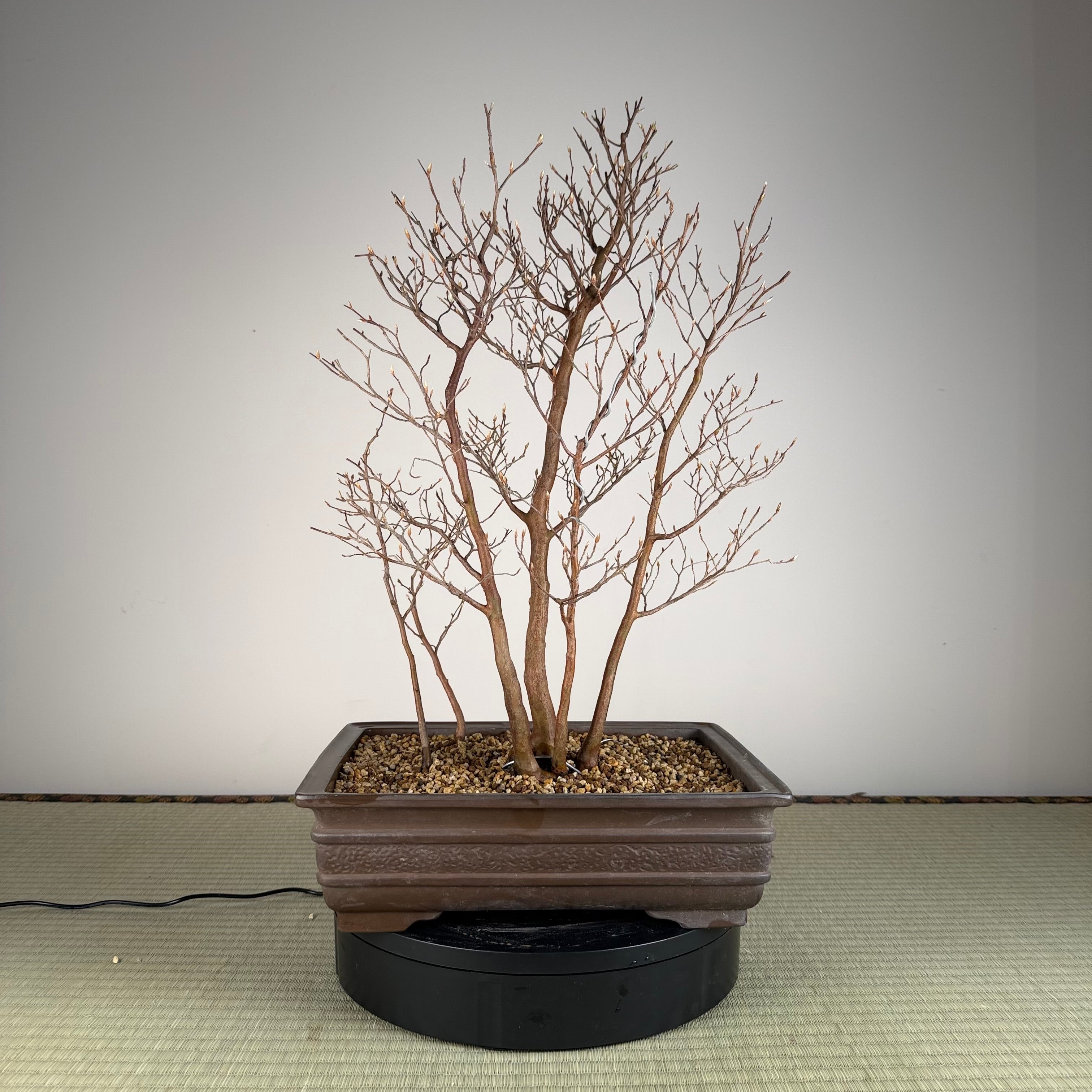 Stewartia monadelpha