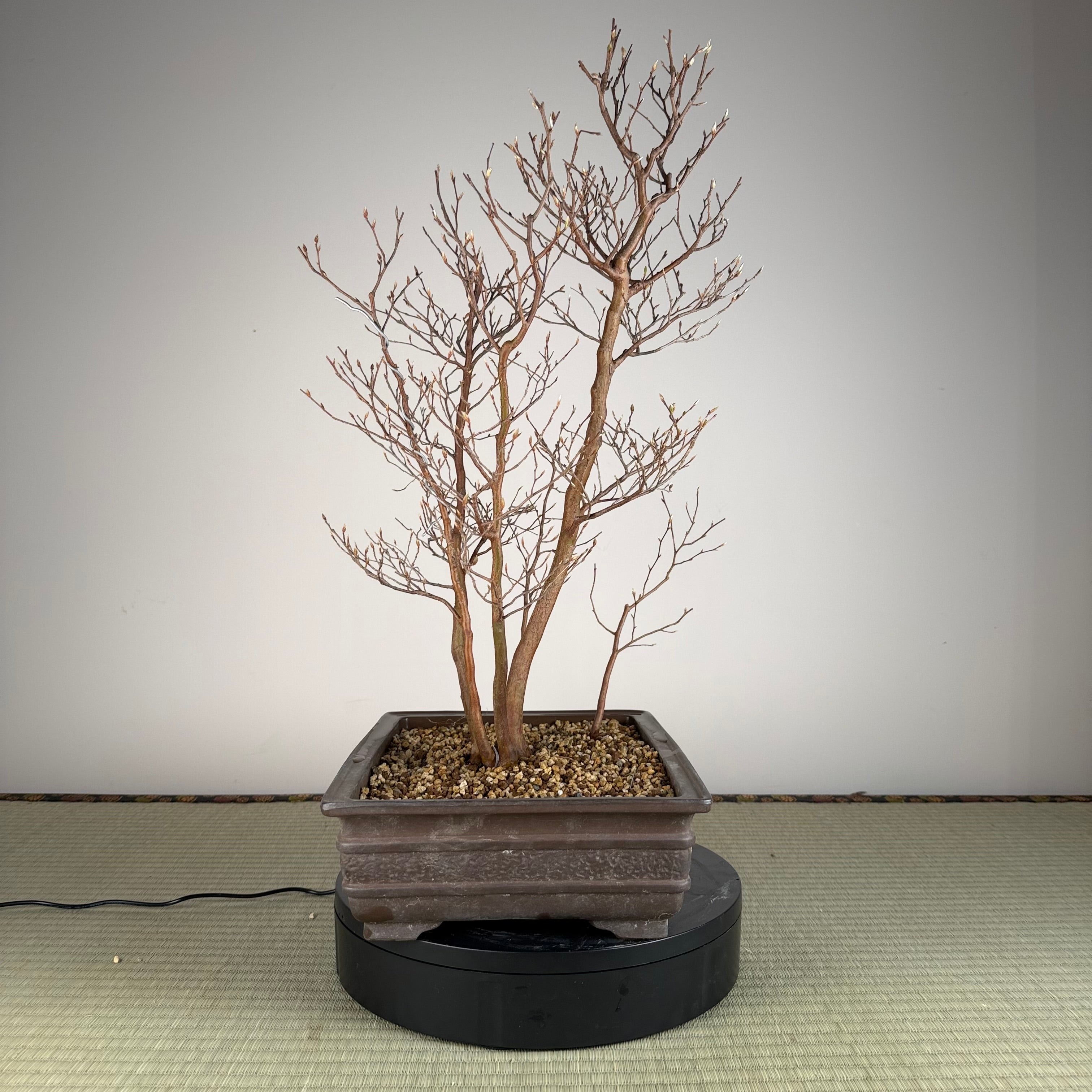 Stewartia monadelpha