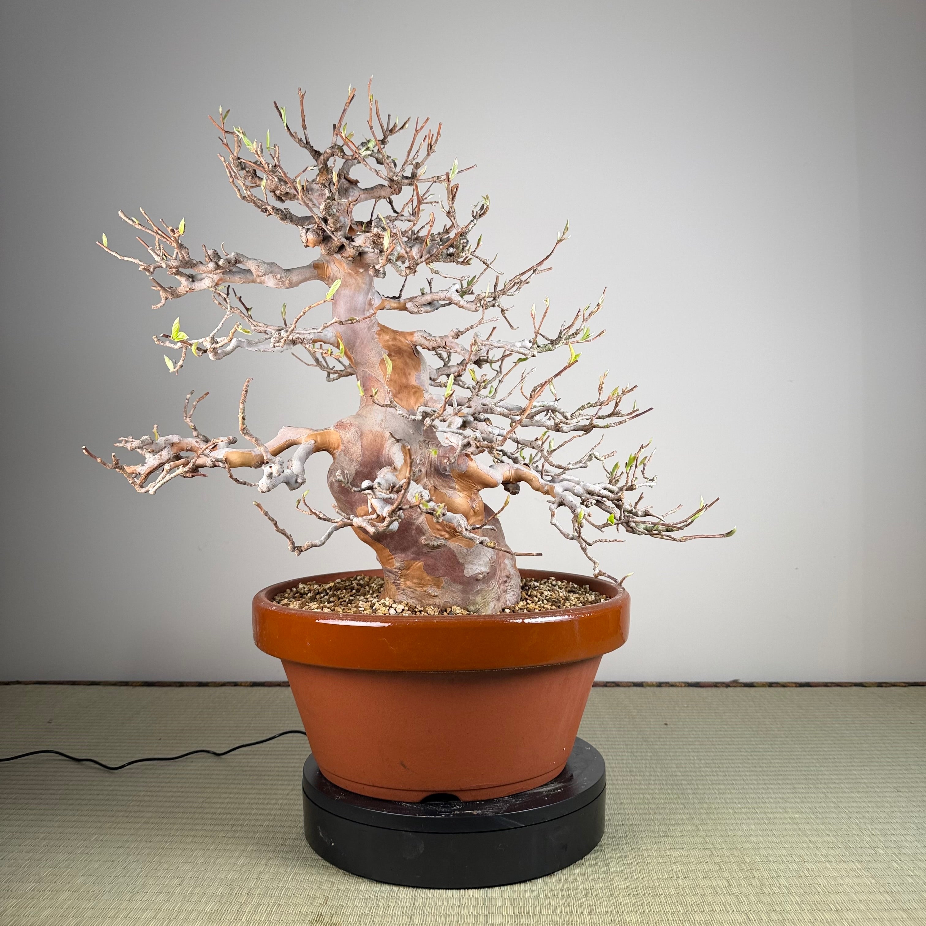 Stewartia monadelpha