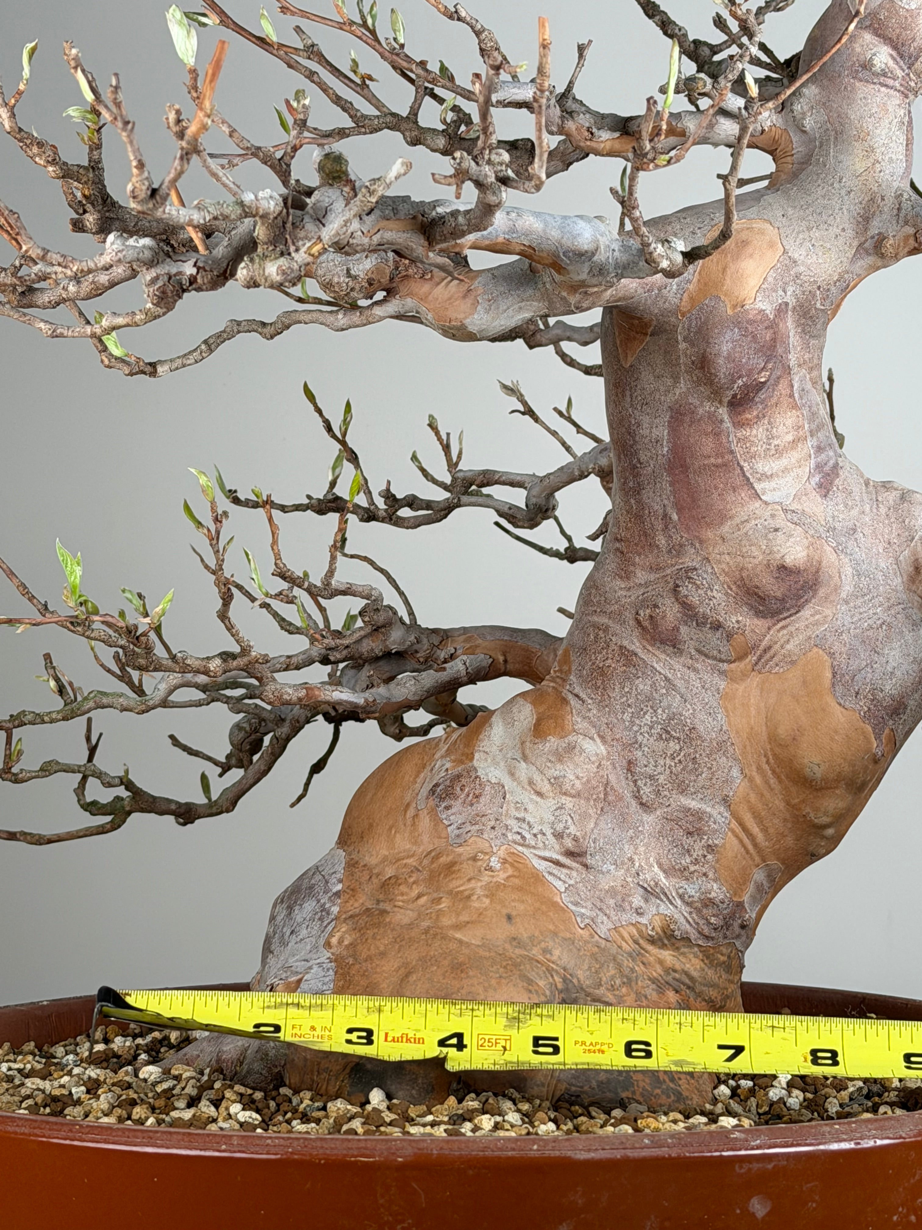 Stewartia monadelpha