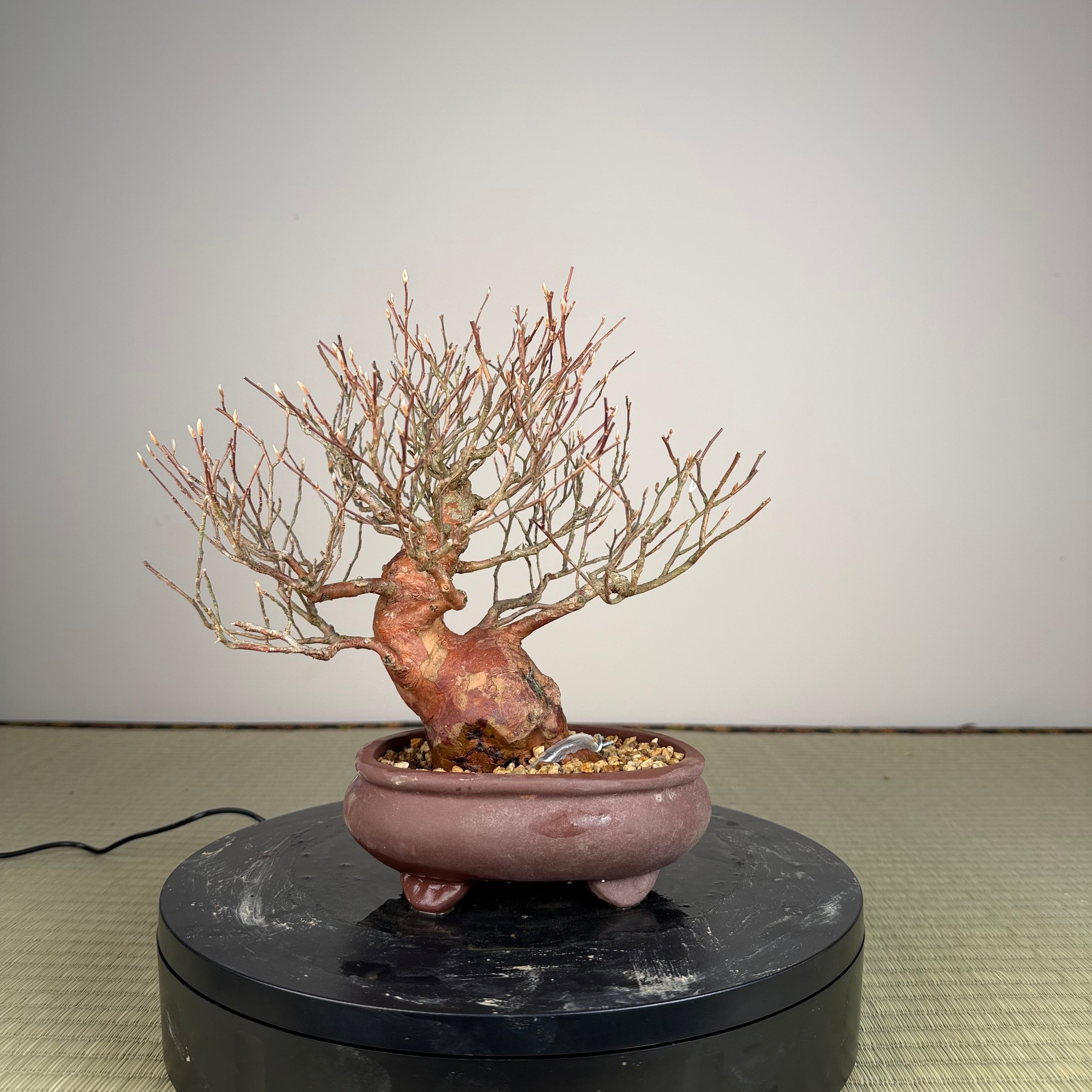 Stewartia monadelpha