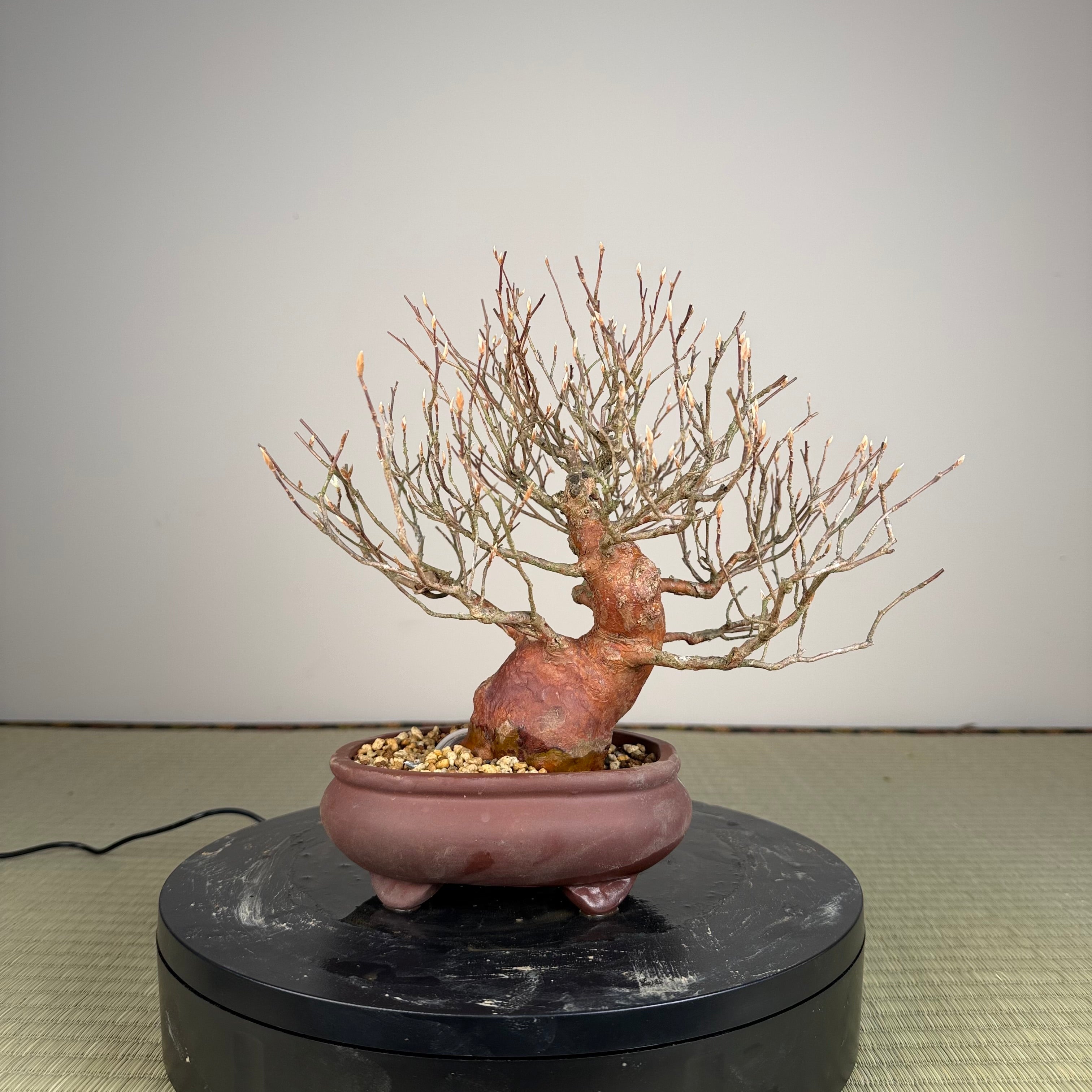 Stewartia monadelpha