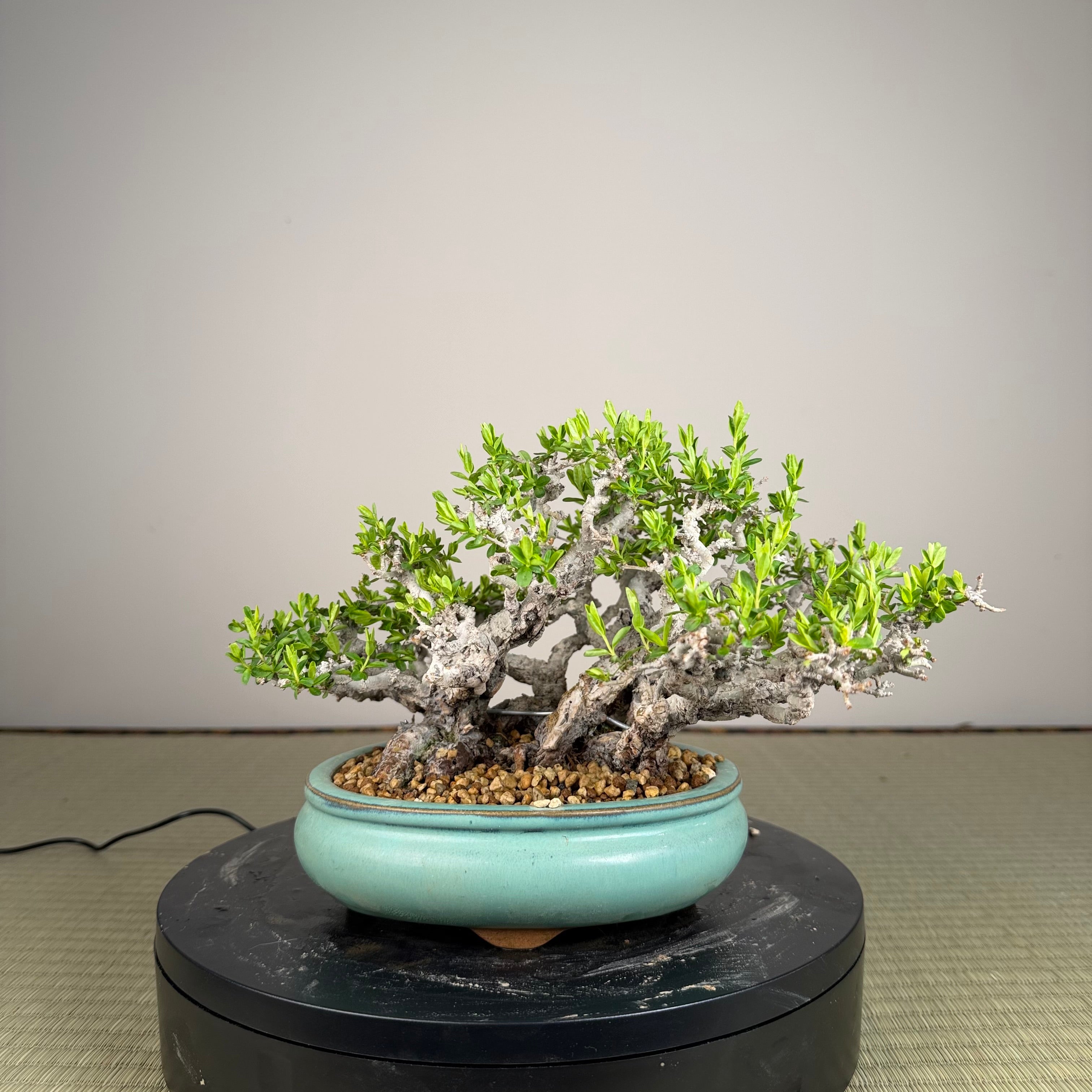 Ligustrum