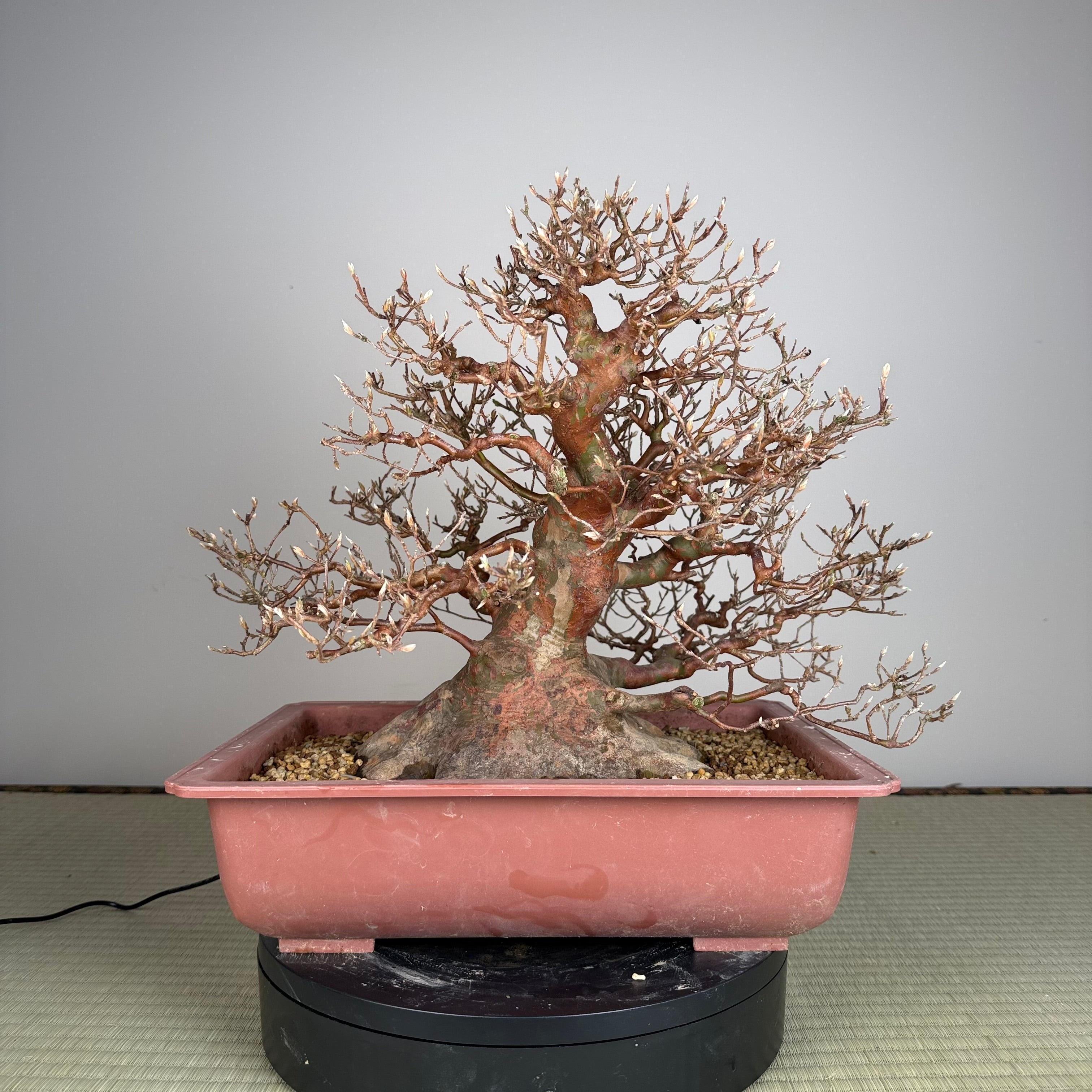 Stewartia monadelpha