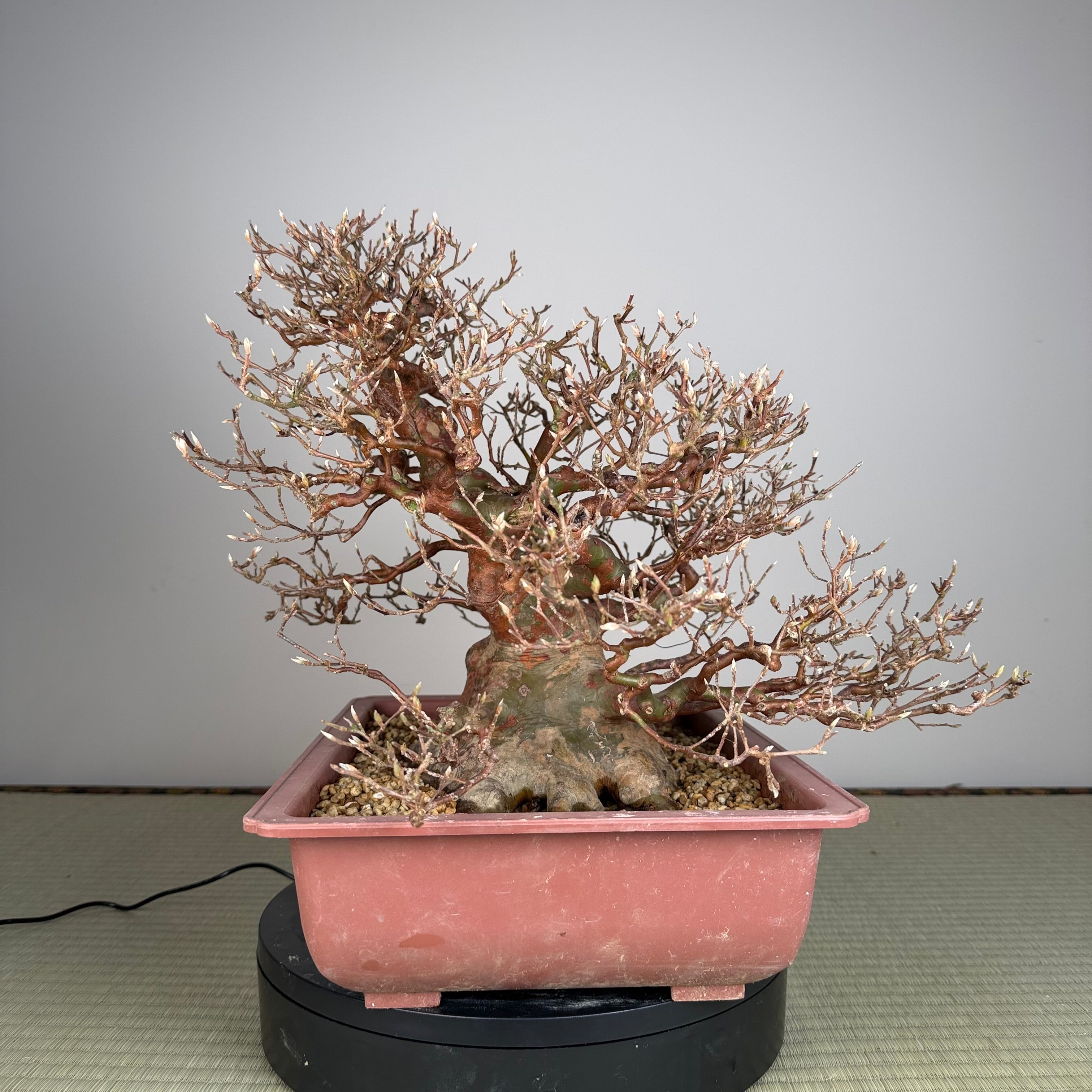 Stewartia monadelpha