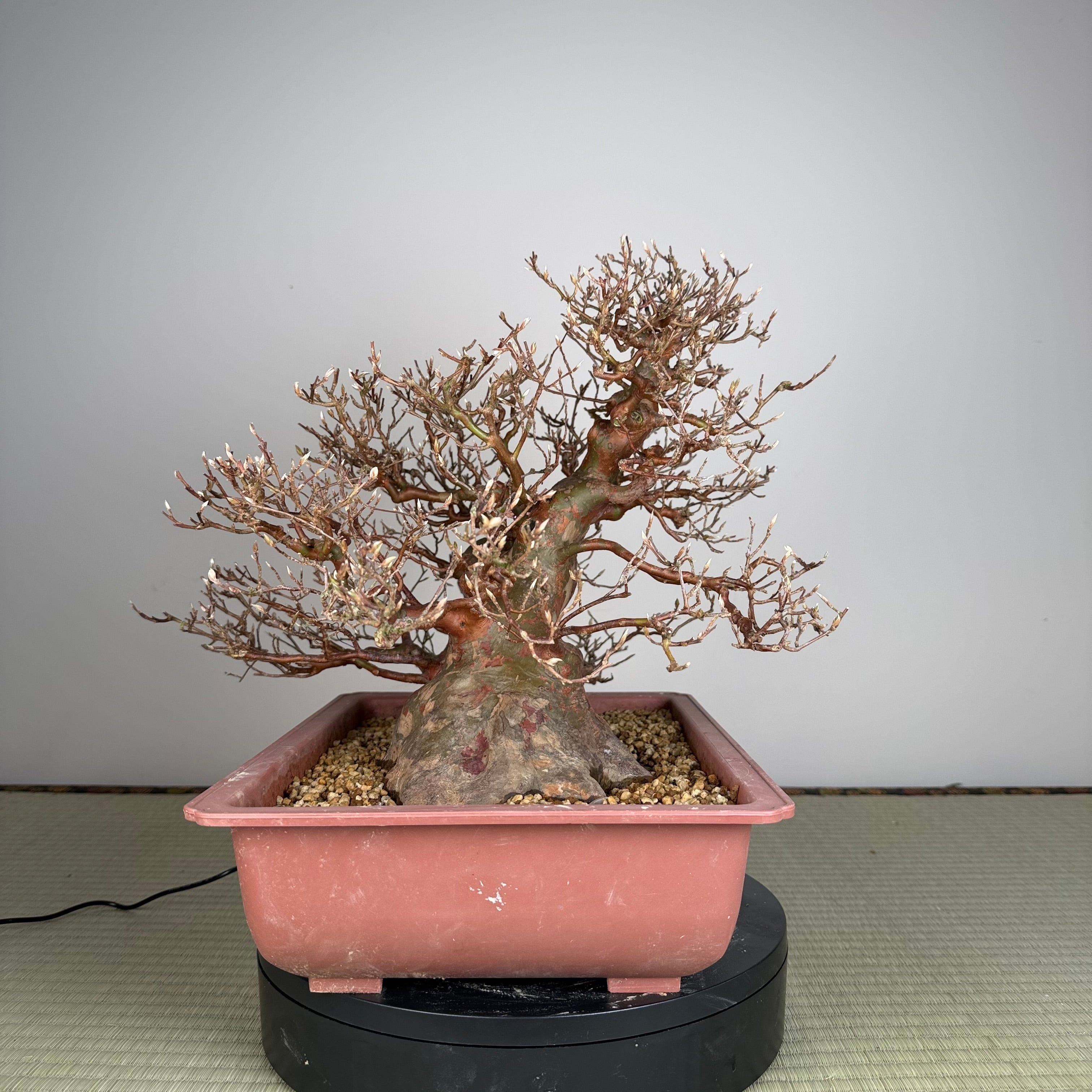 Stewartia monadelpha