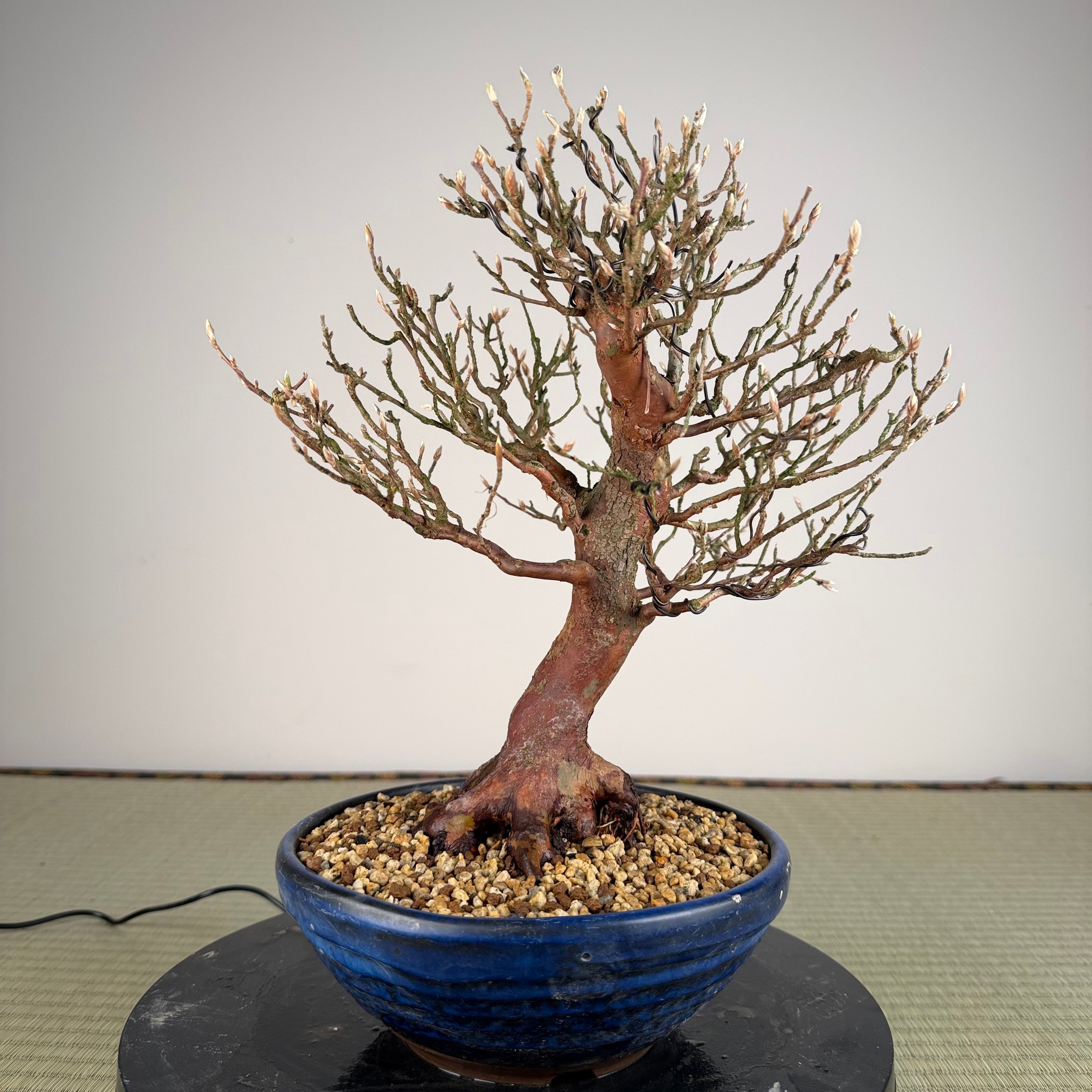 Stewartia monadelpha