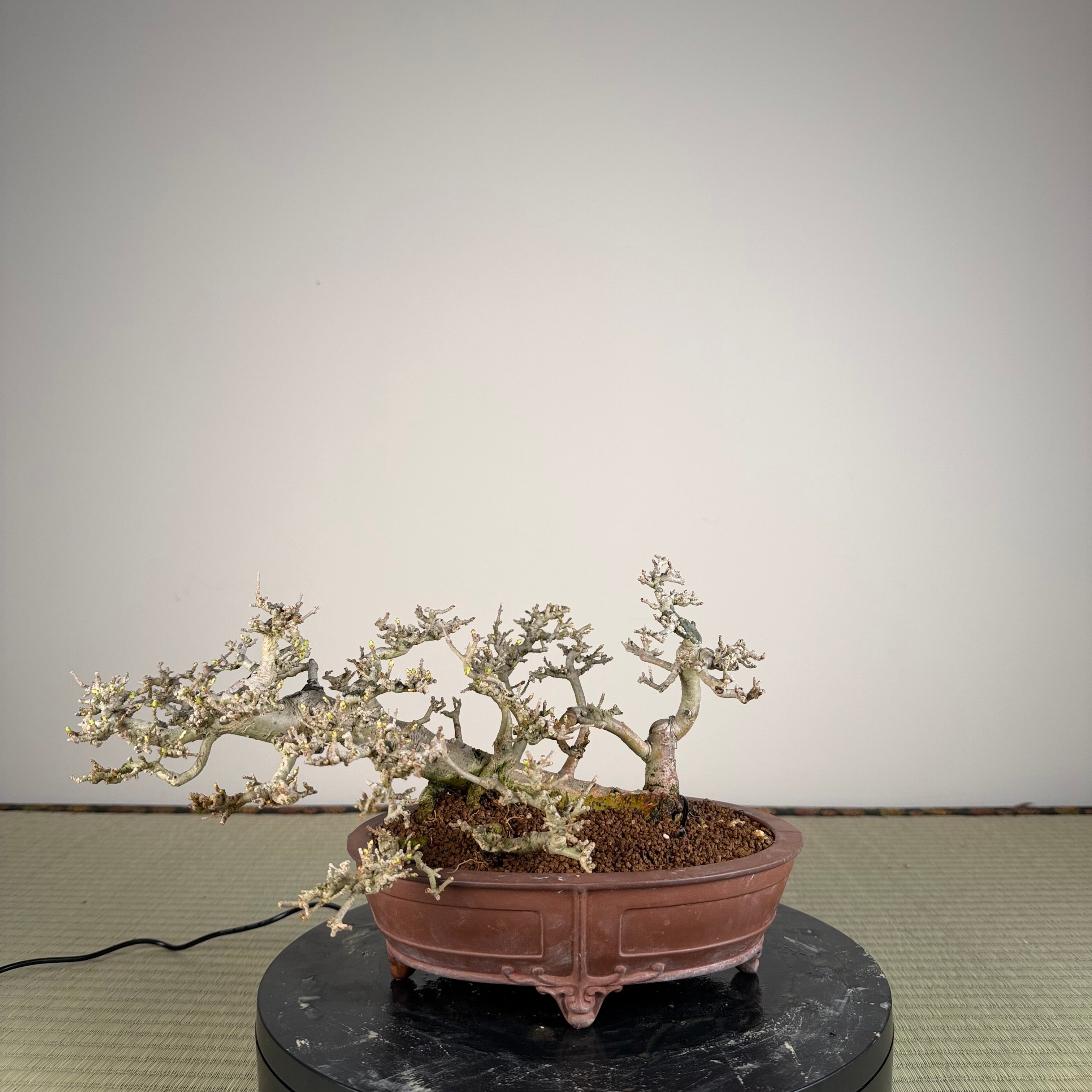 Ligustrum