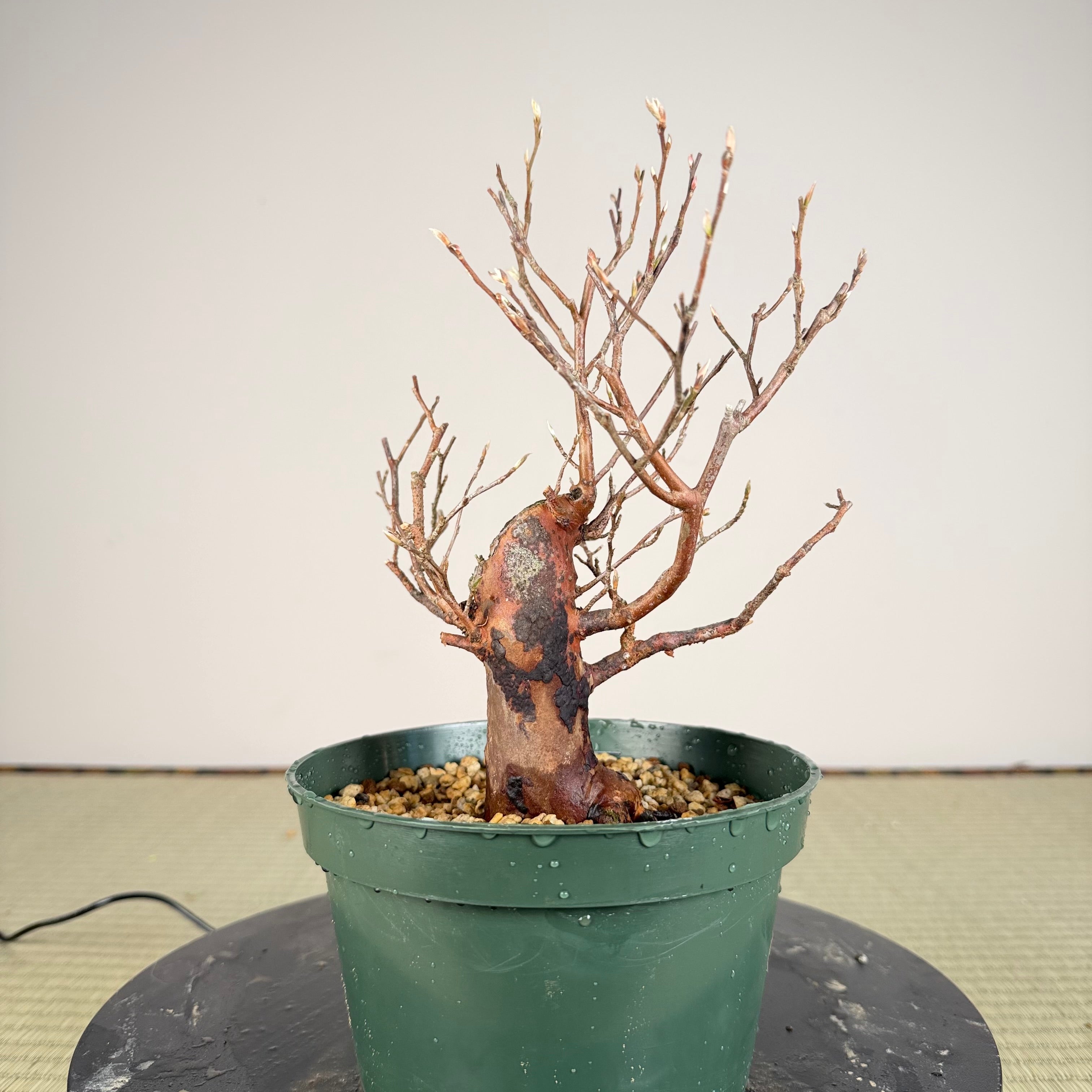 Stewartia monadelpha