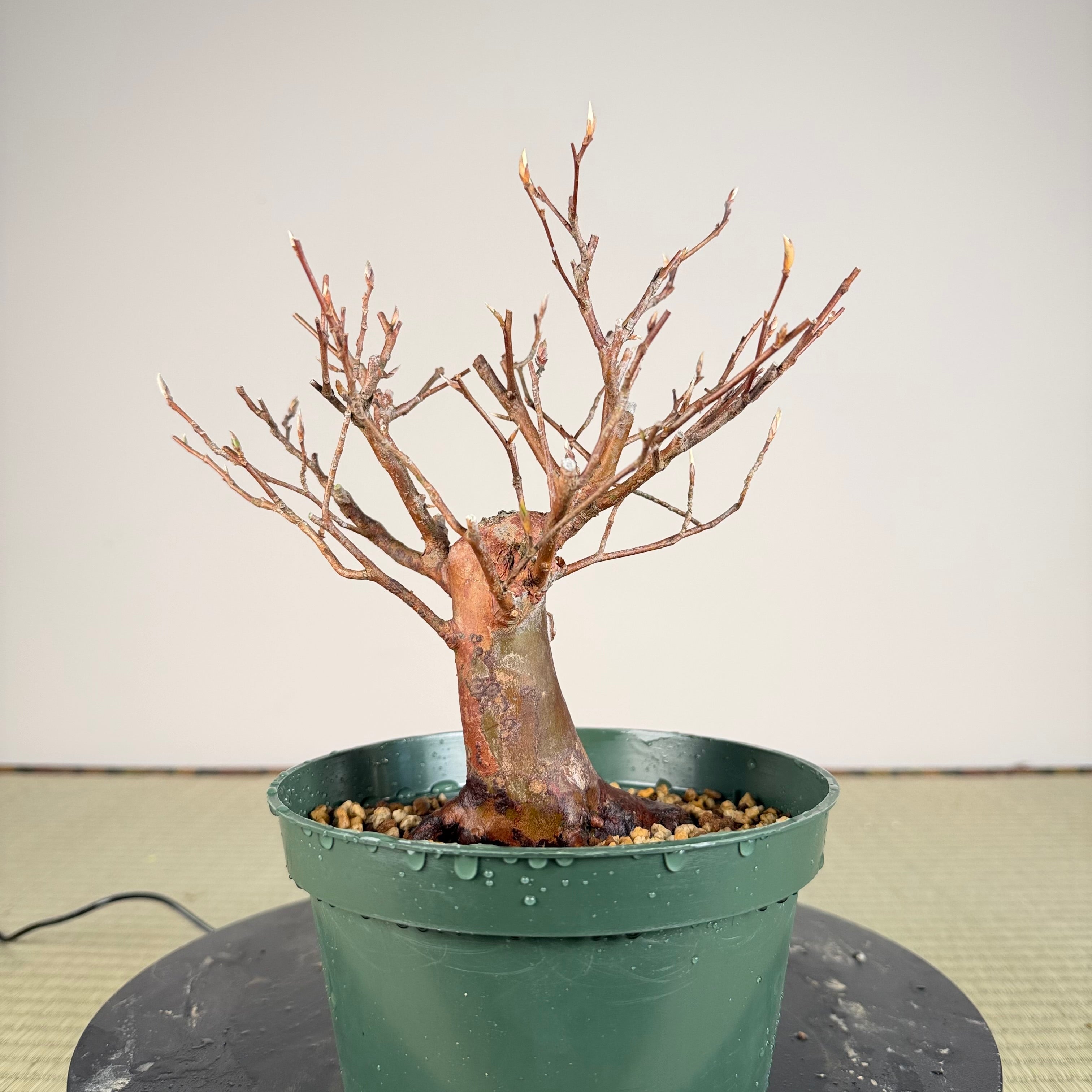 Stewartia monadelpha