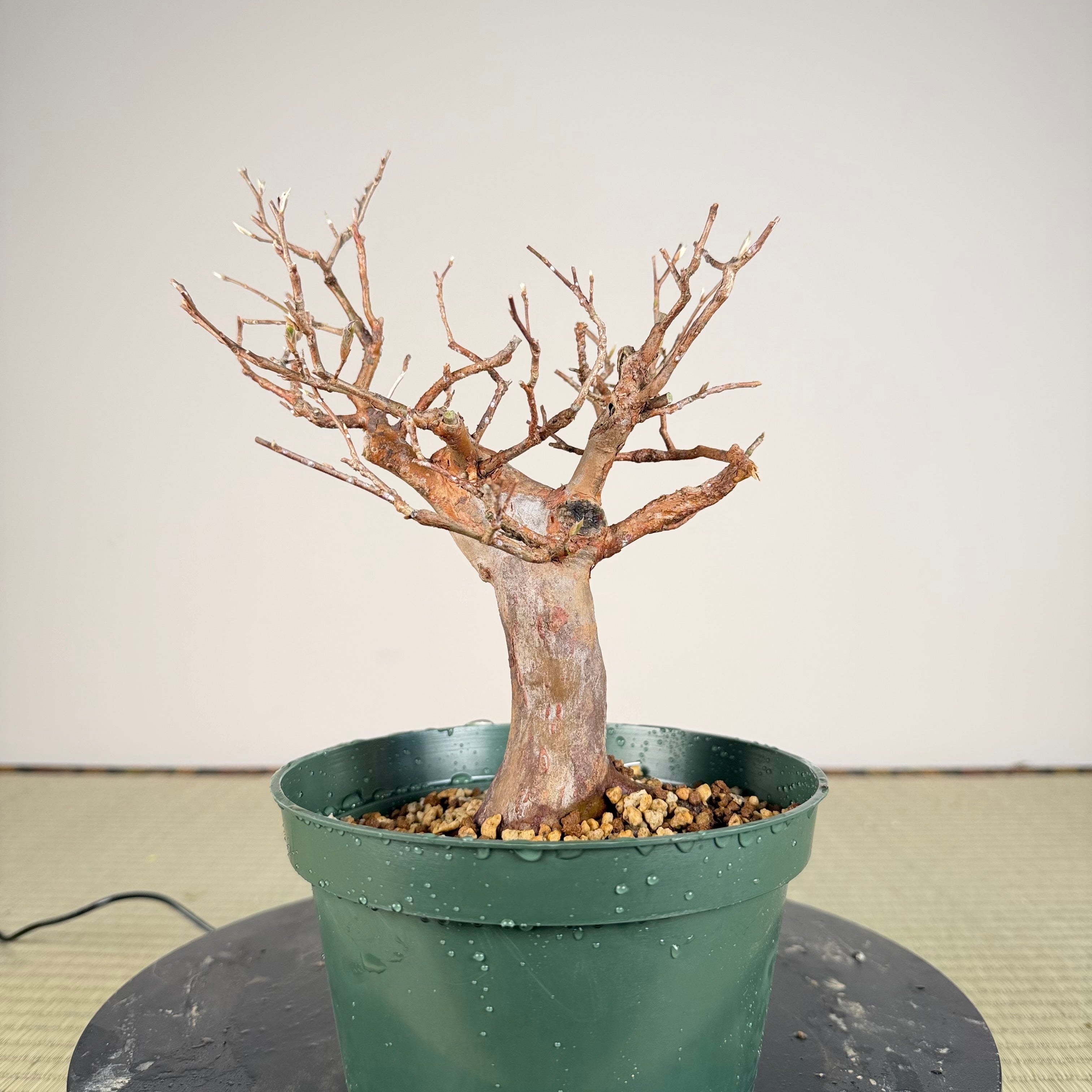 Stewartia monadelpha