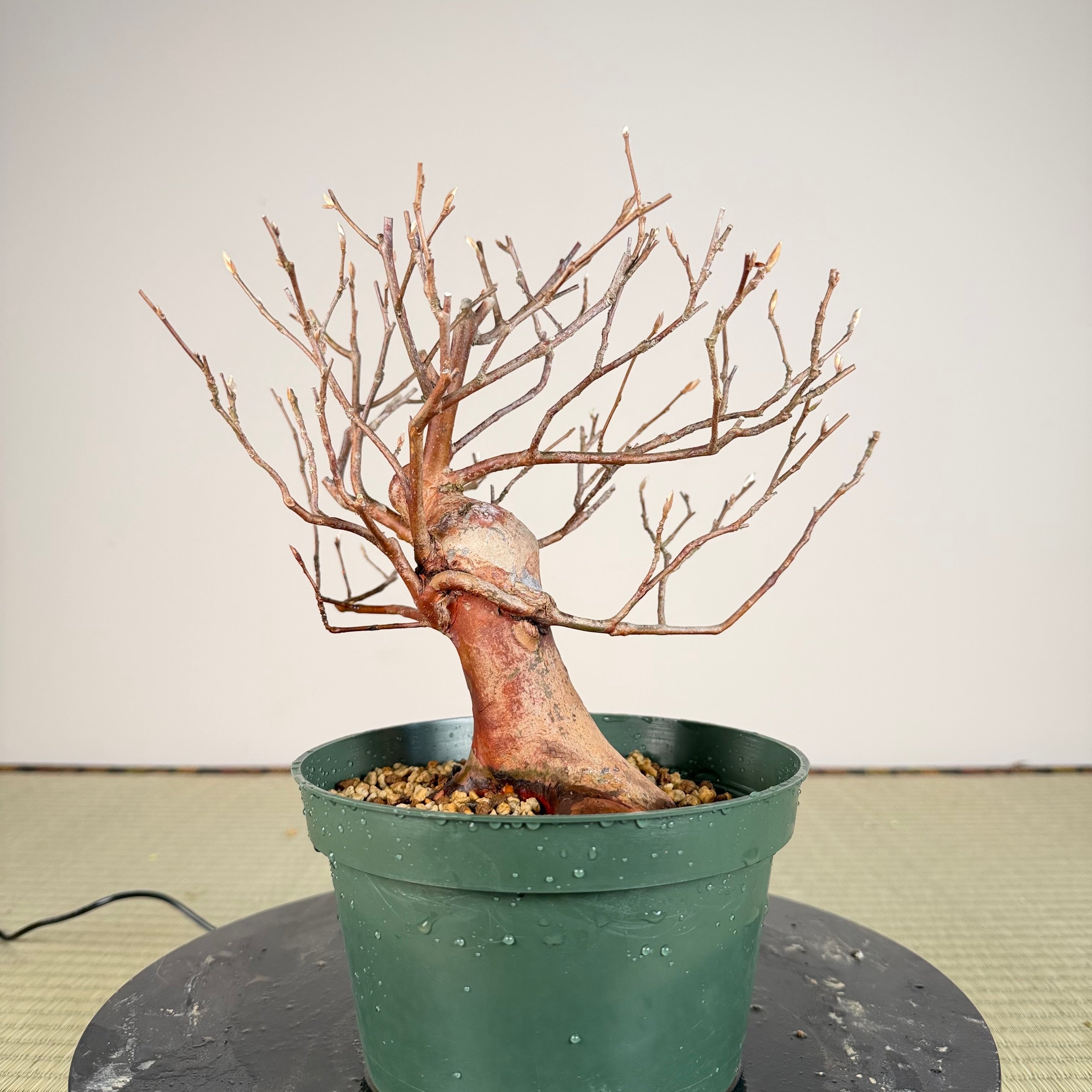 Stewartia monadelpha