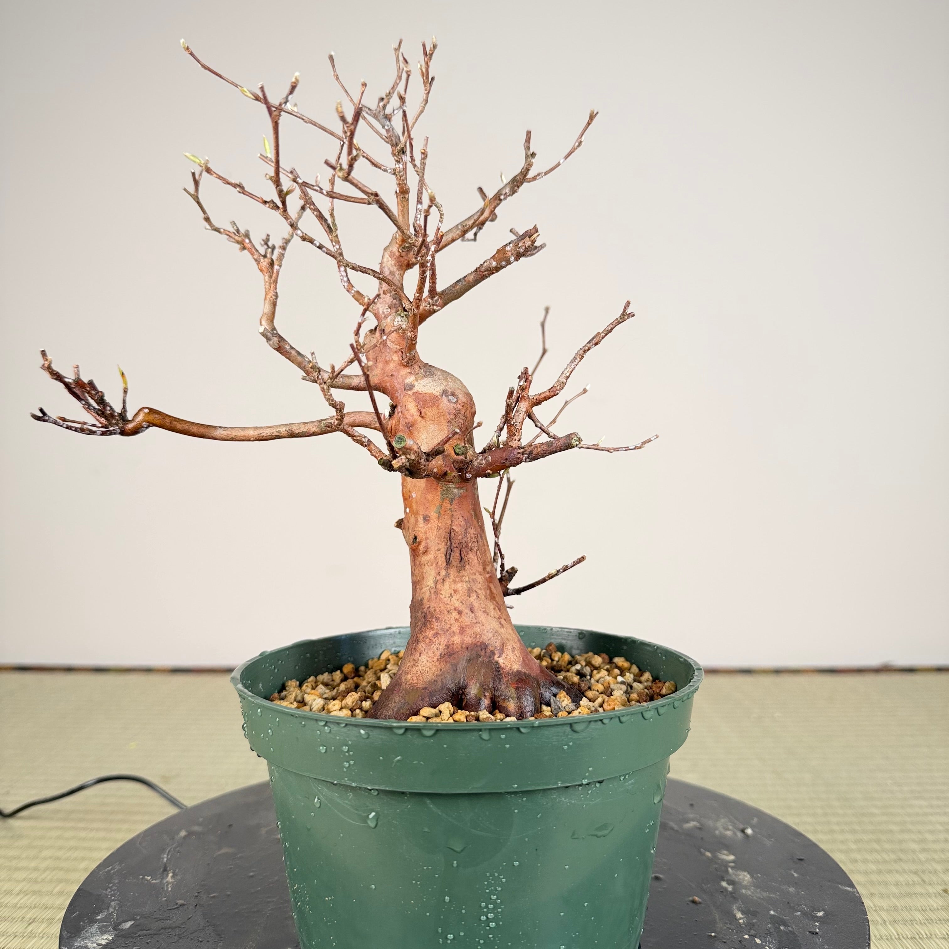 Stewartia monadelpha