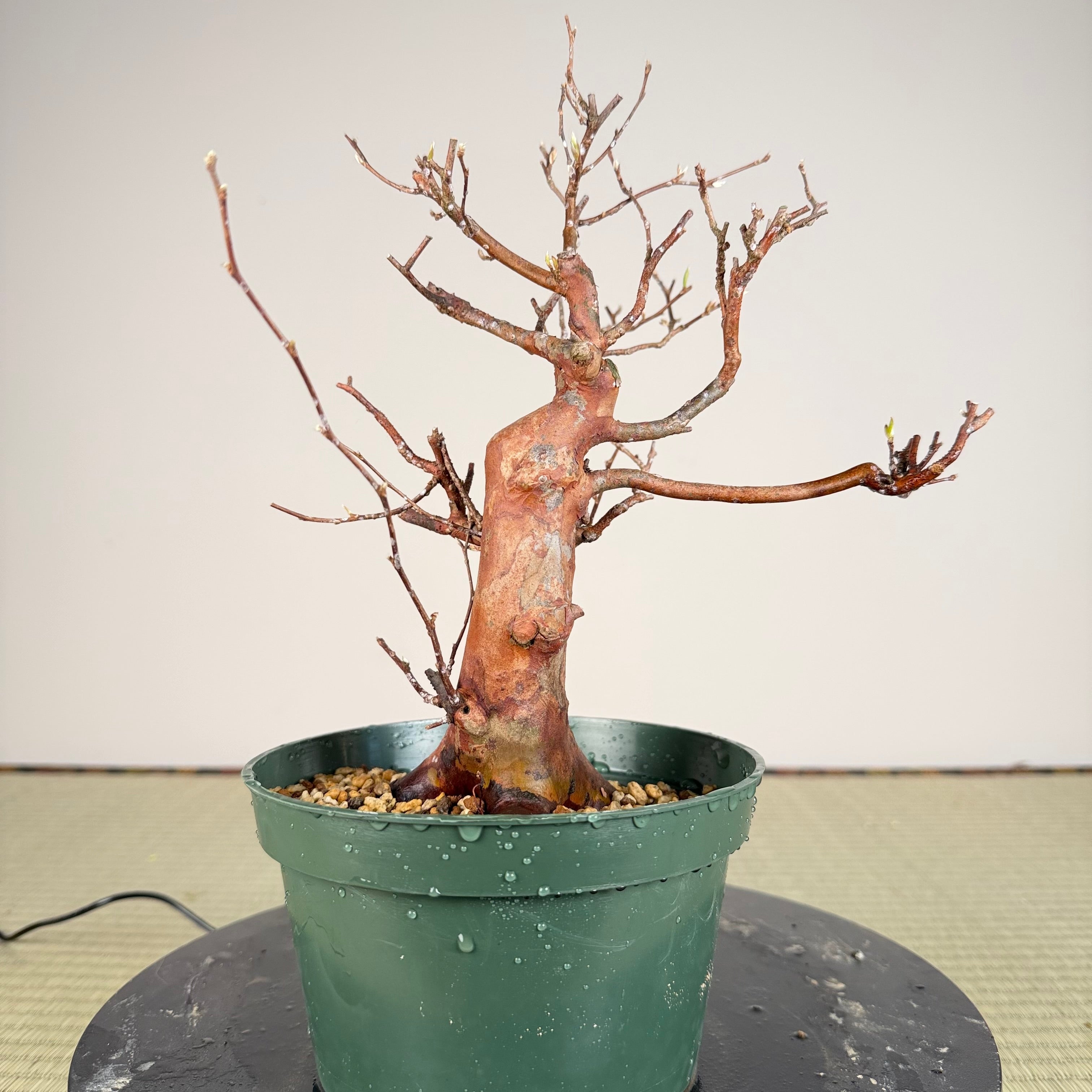 Stewartia monadelpha