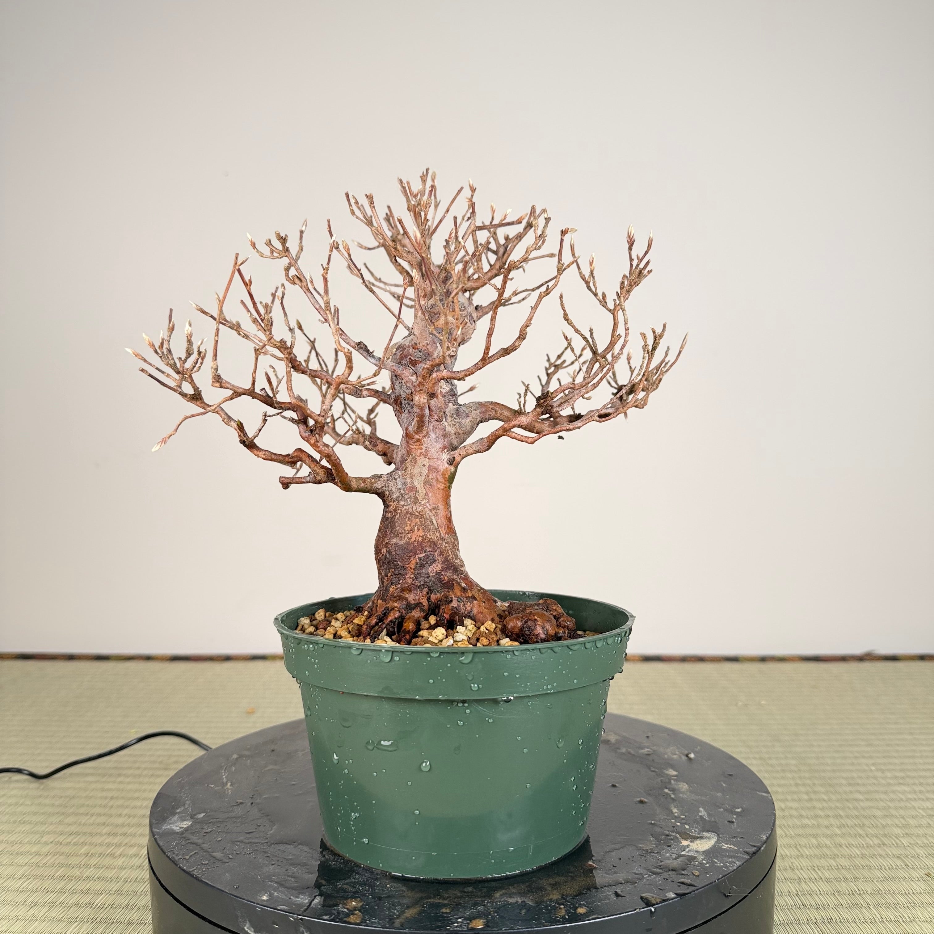 Stewartia monadelpha