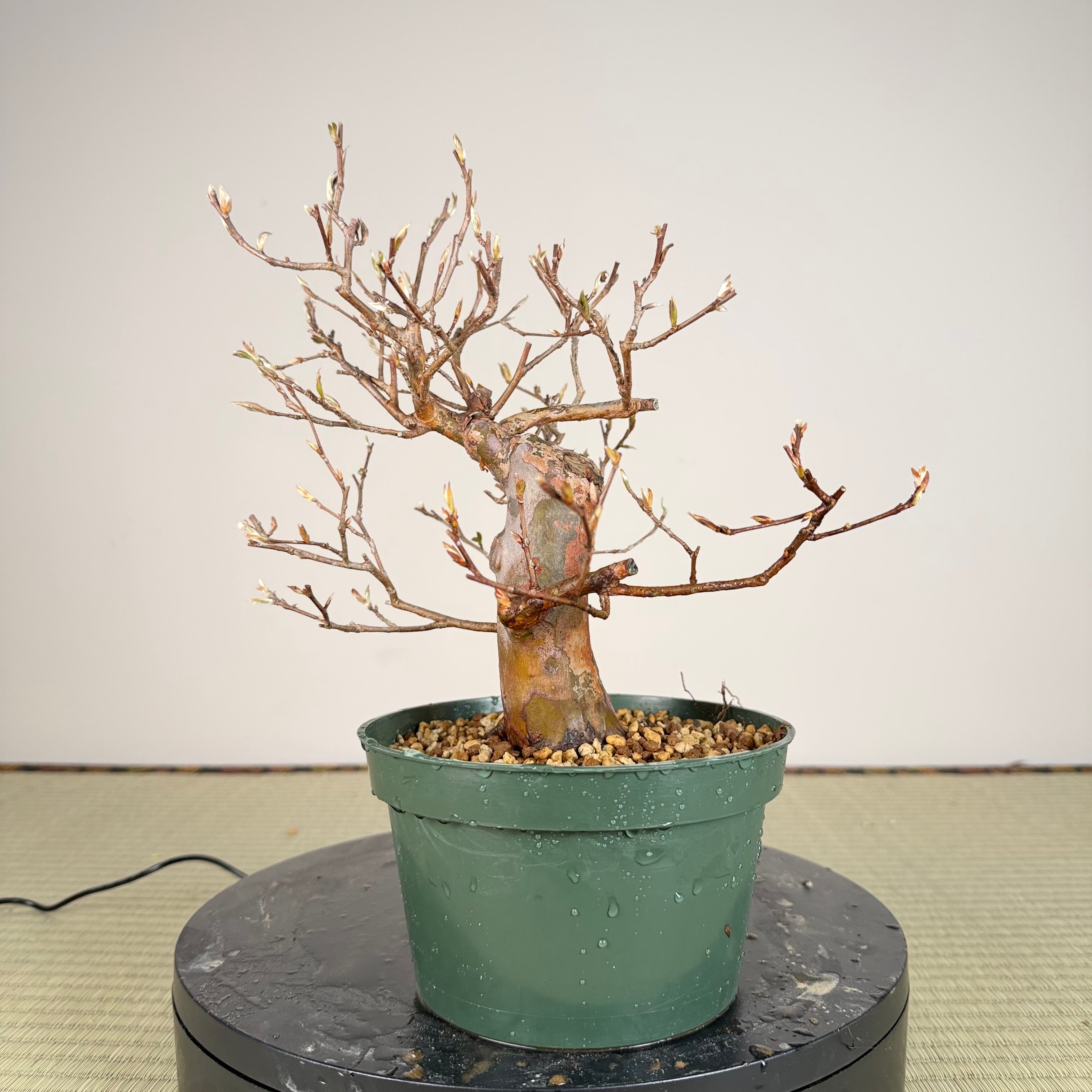 Stewartia monadelpha