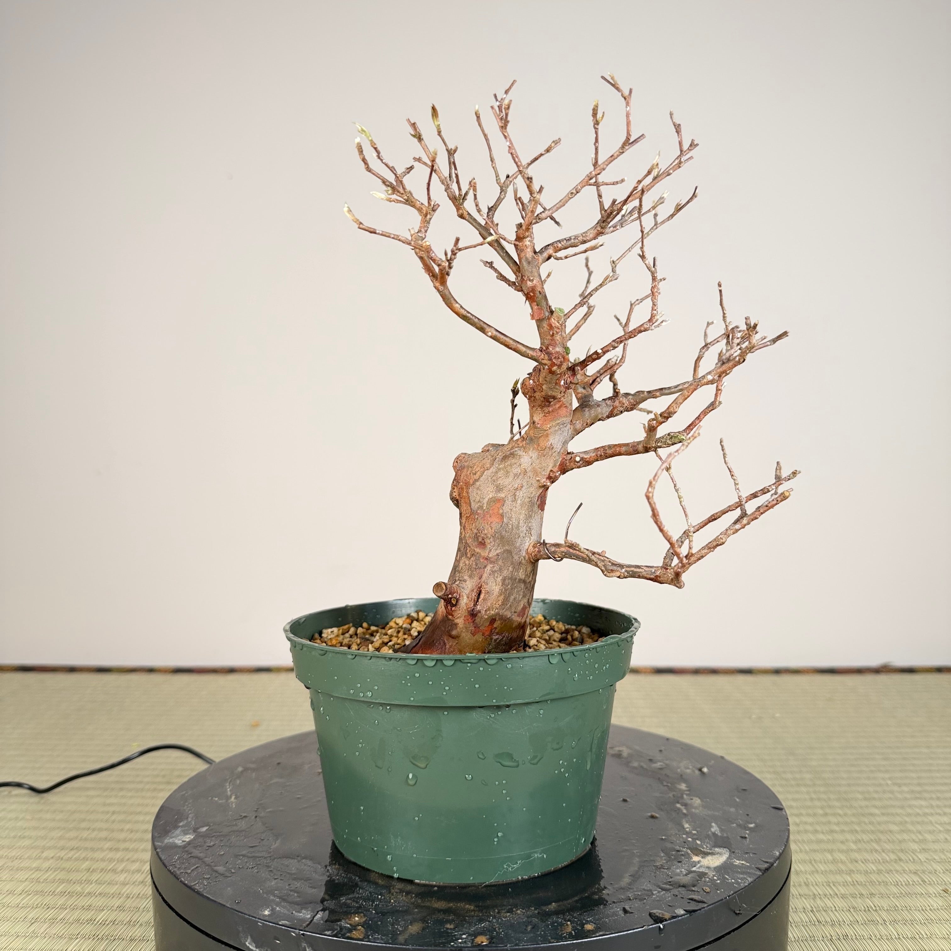 Stewartia monadelpha