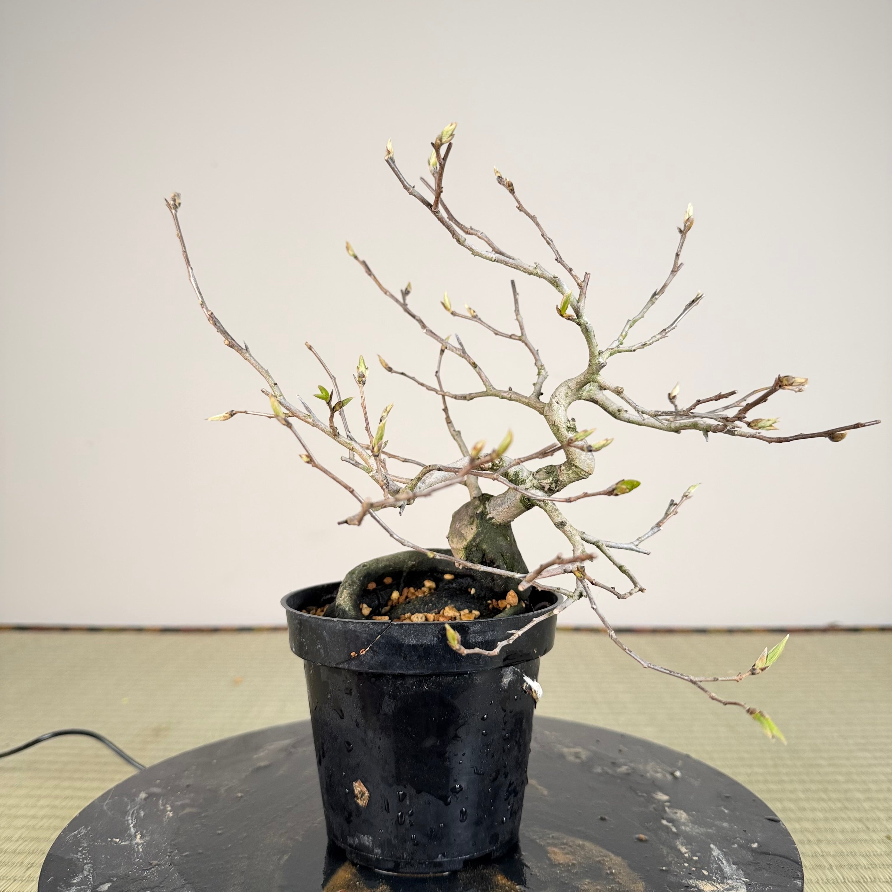 Diospyros rhombifolia