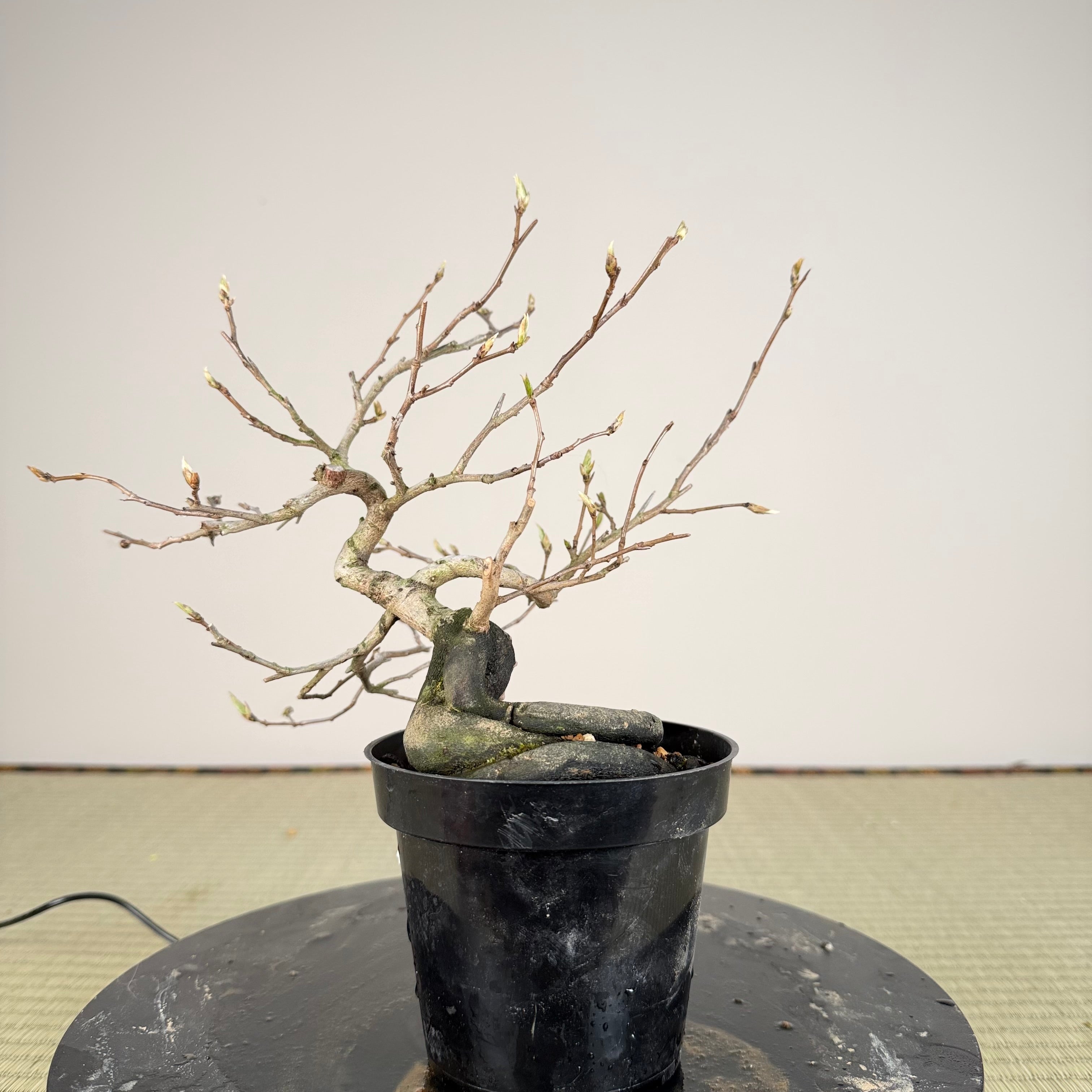 Diospyros rhombifolia