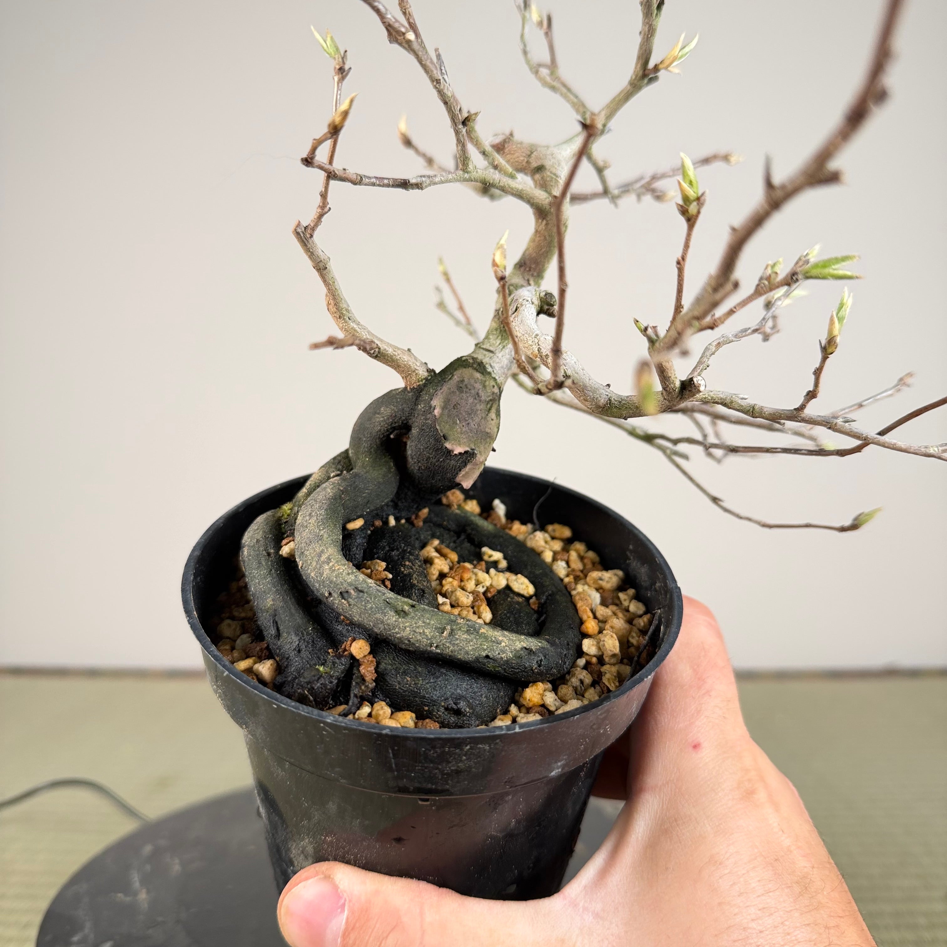 Diospyros rhombifolia