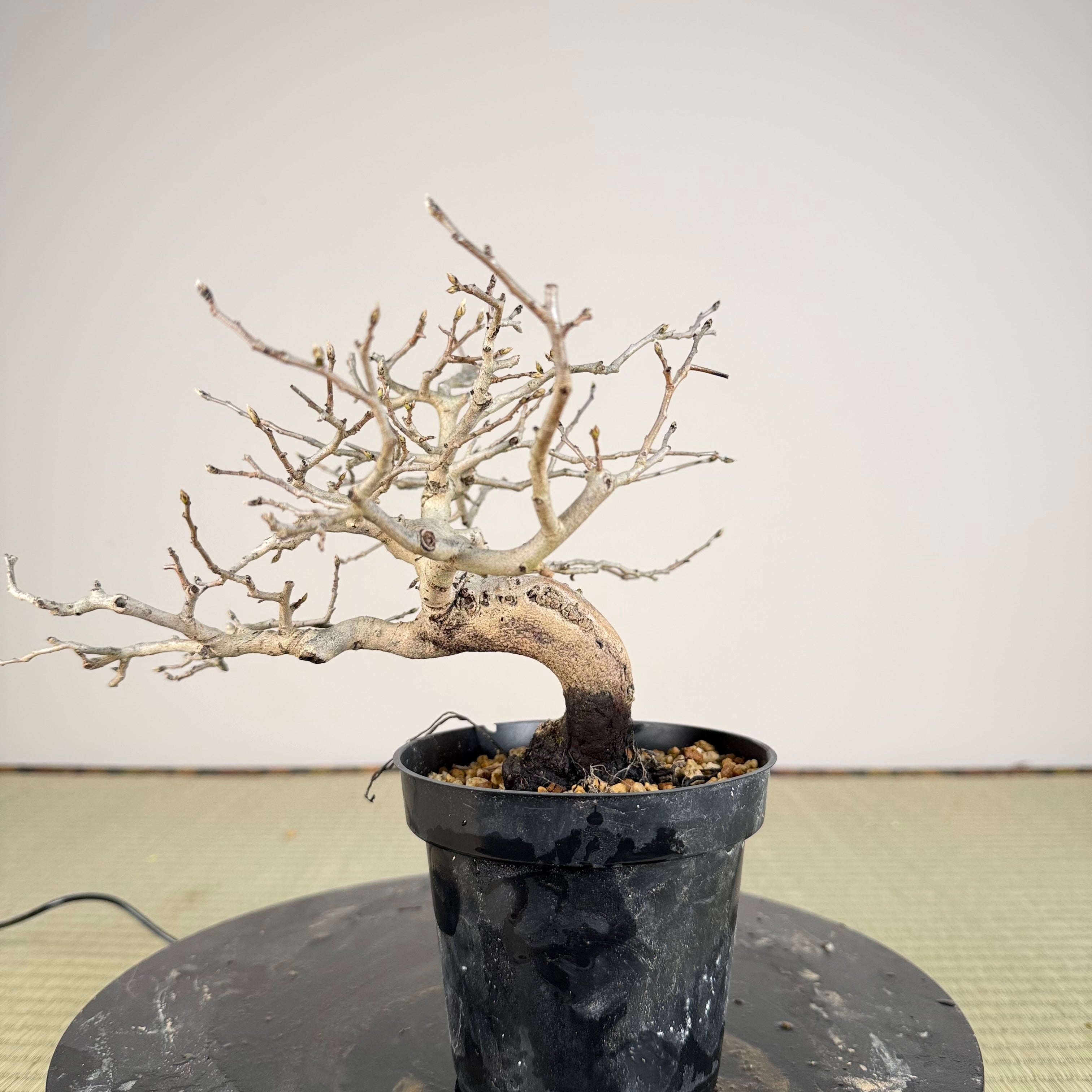 Diospyros rhombifolia