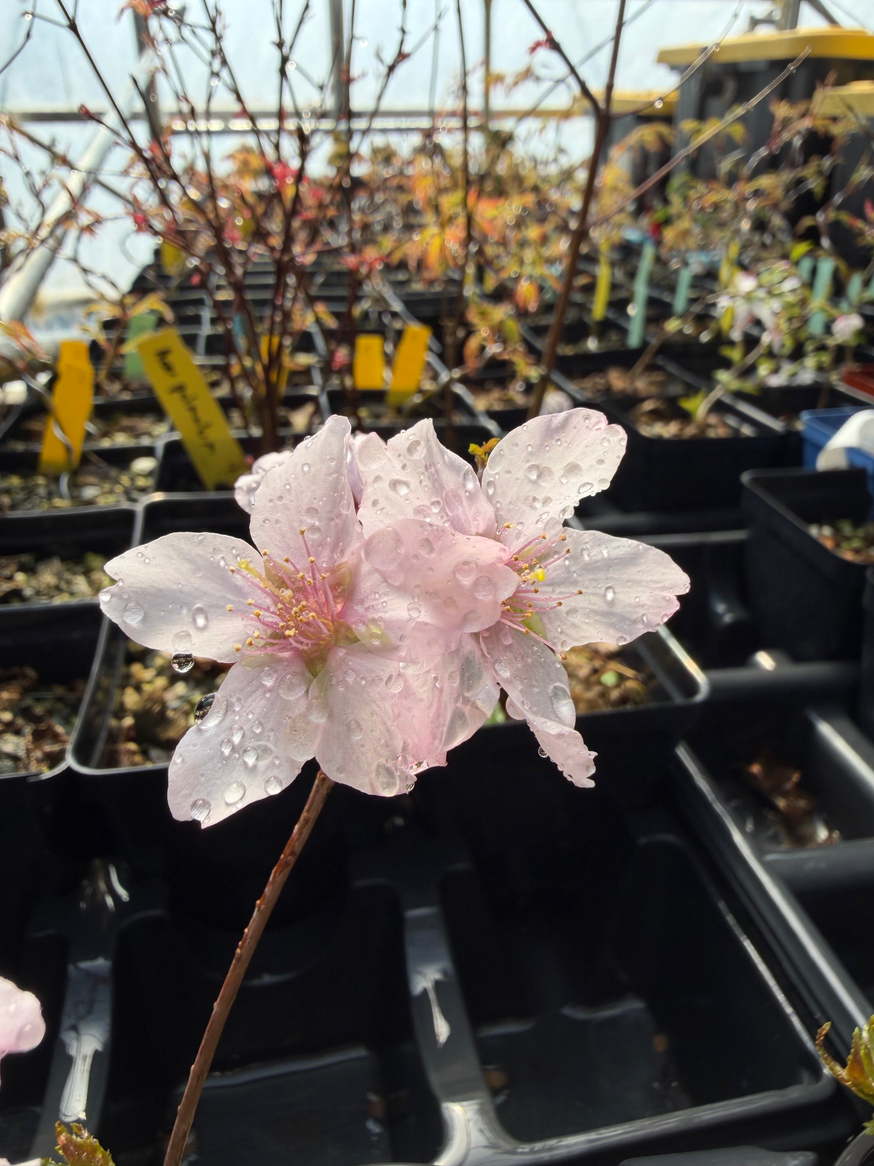 Prunus nipponica