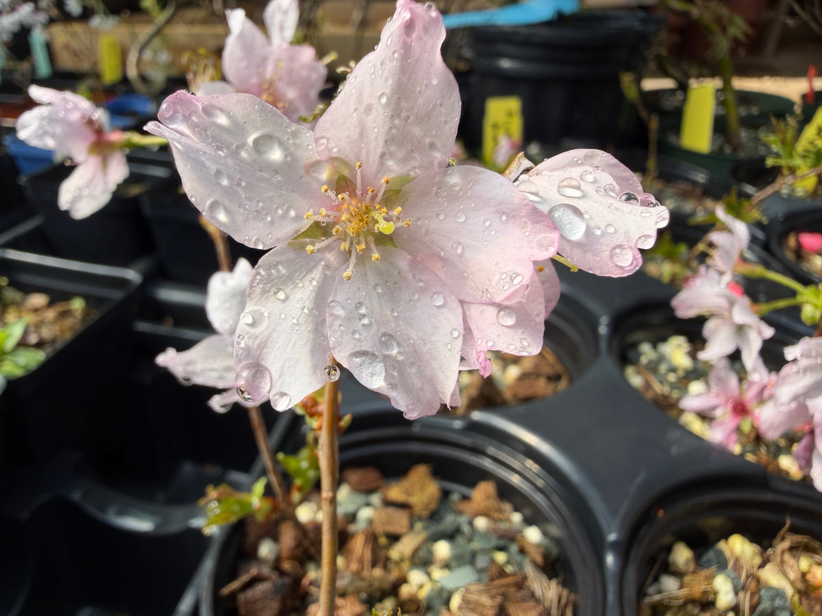 Prunus nipponica