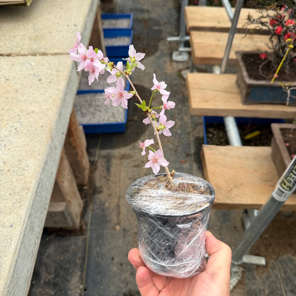 Prunus nipponica