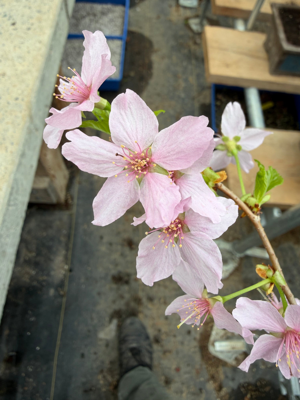 Prunus nipponica