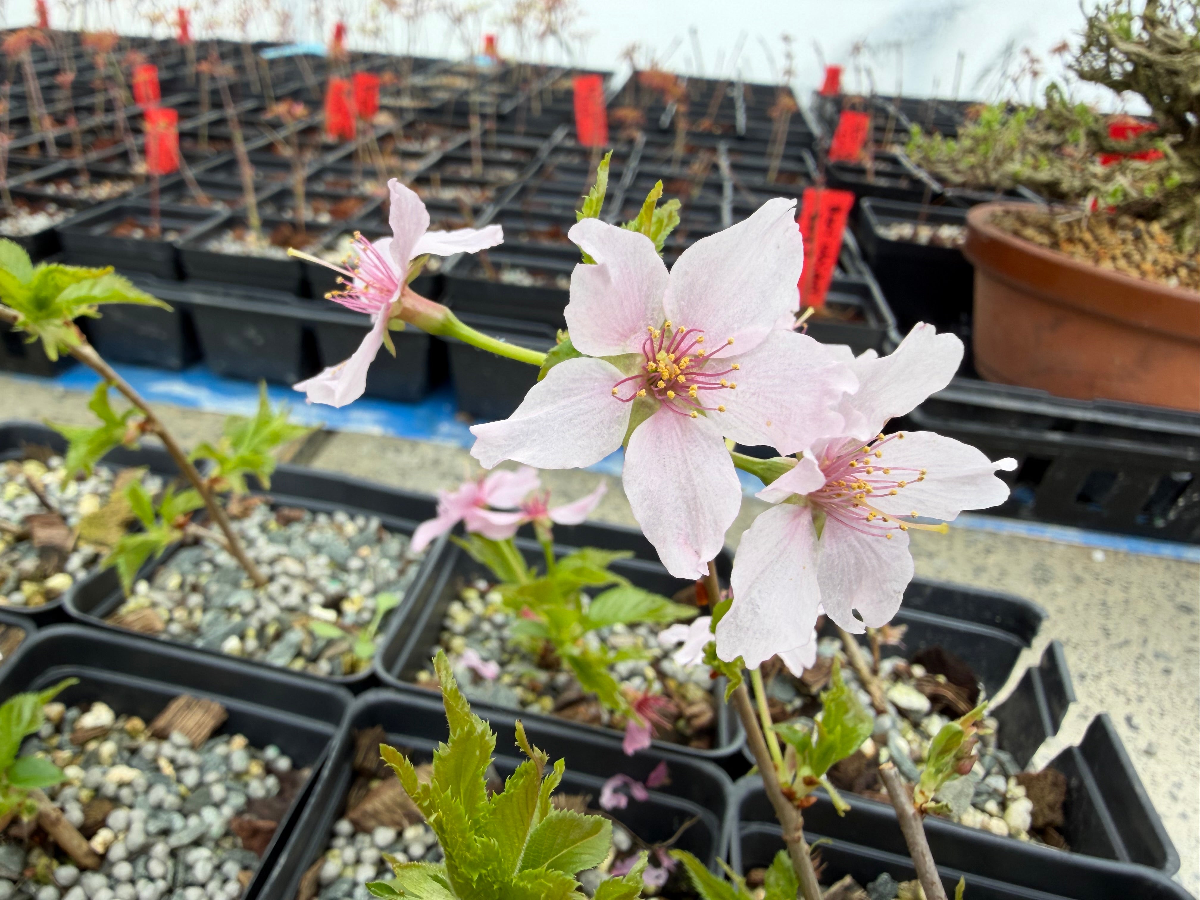 Prunus nipponica