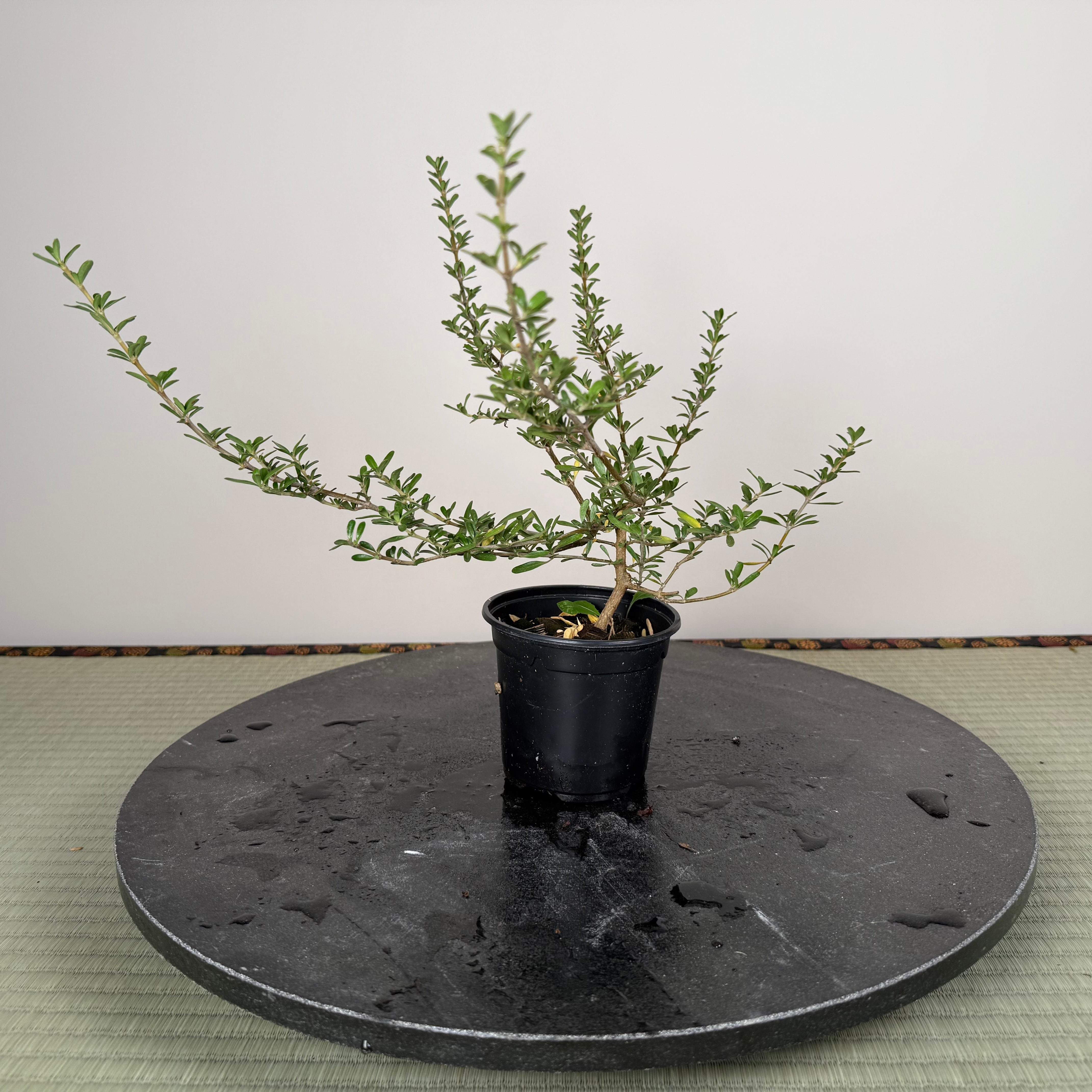 MIRROR BUSH