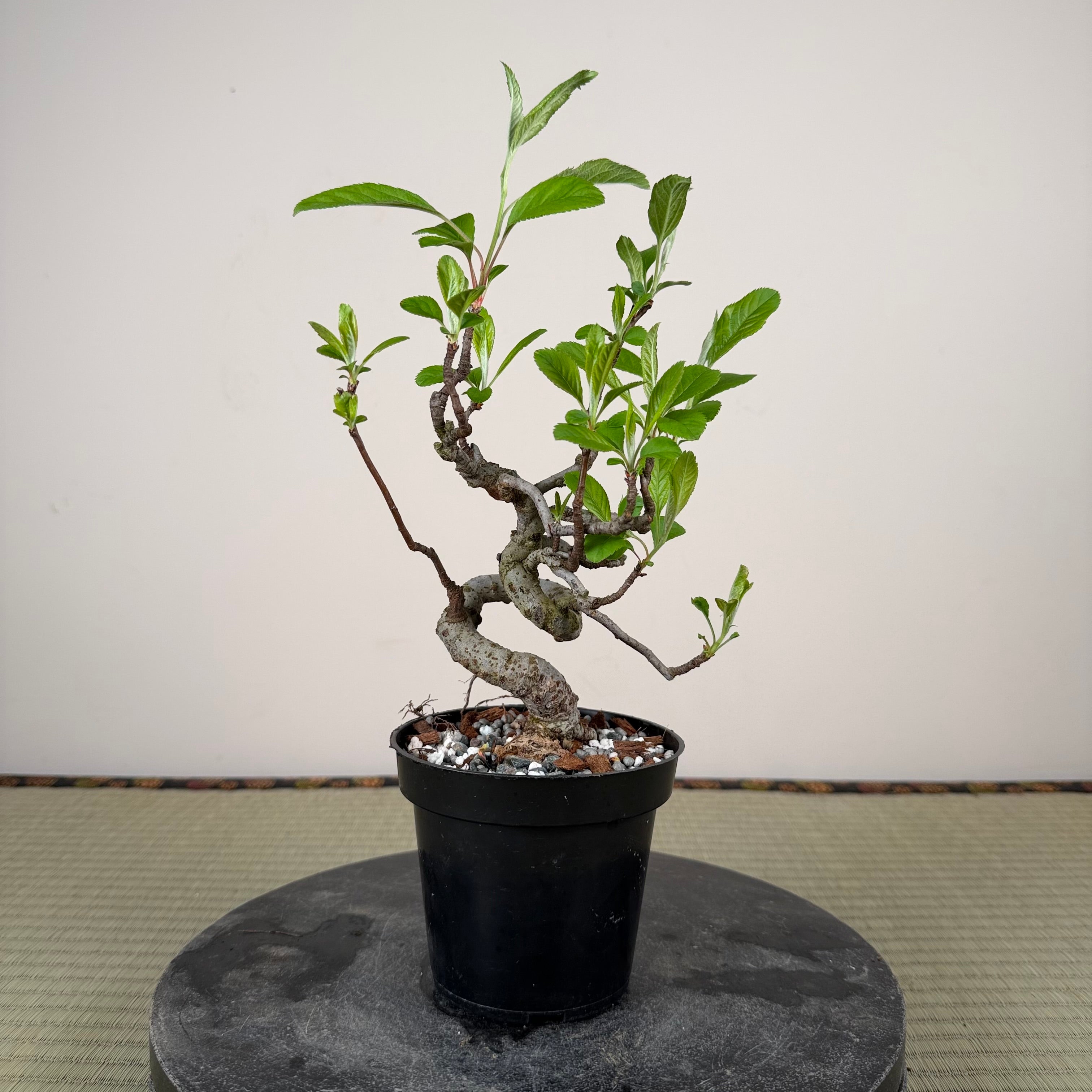 Malus 'Hime Ringo'