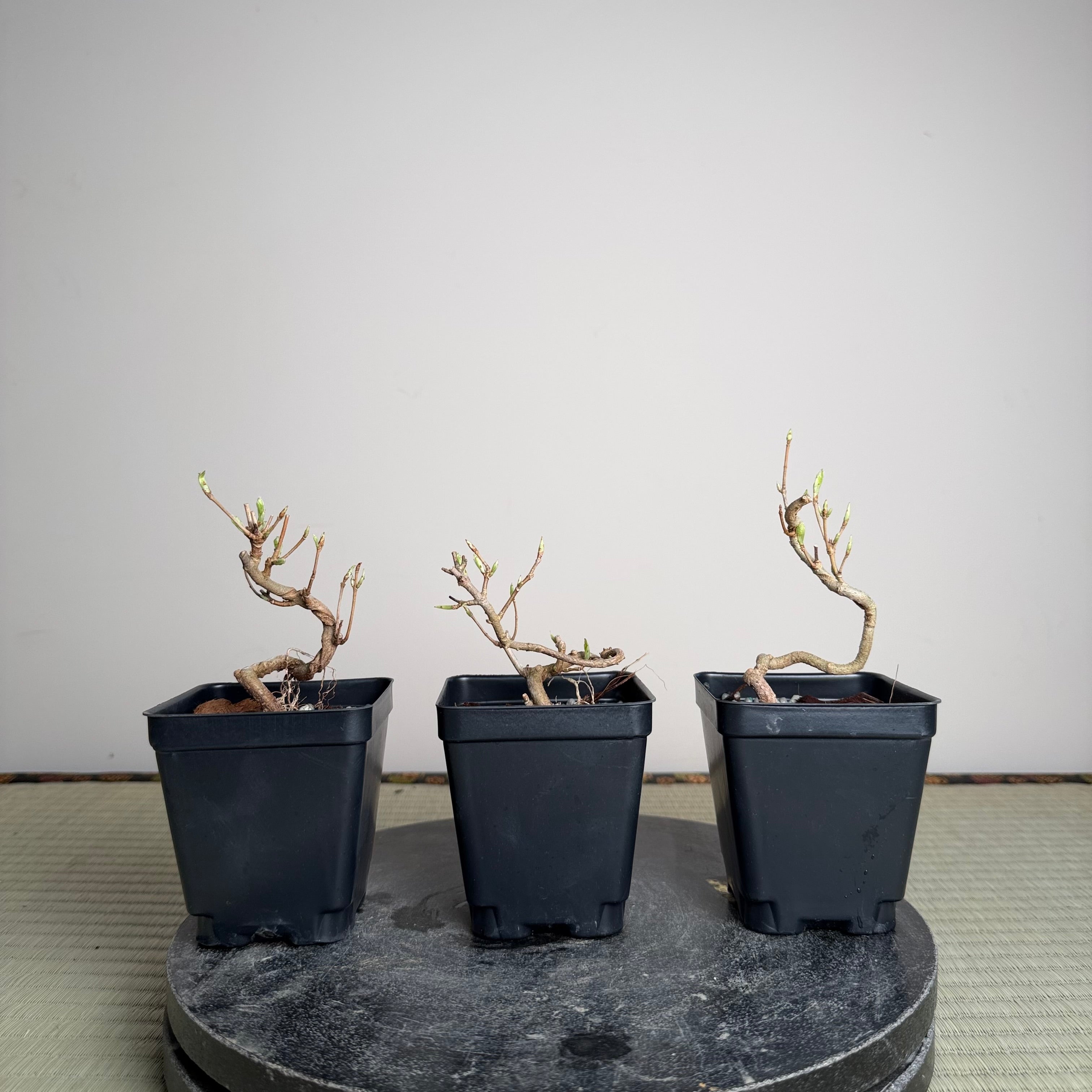 Acer buergerianum 'Miyasama'
