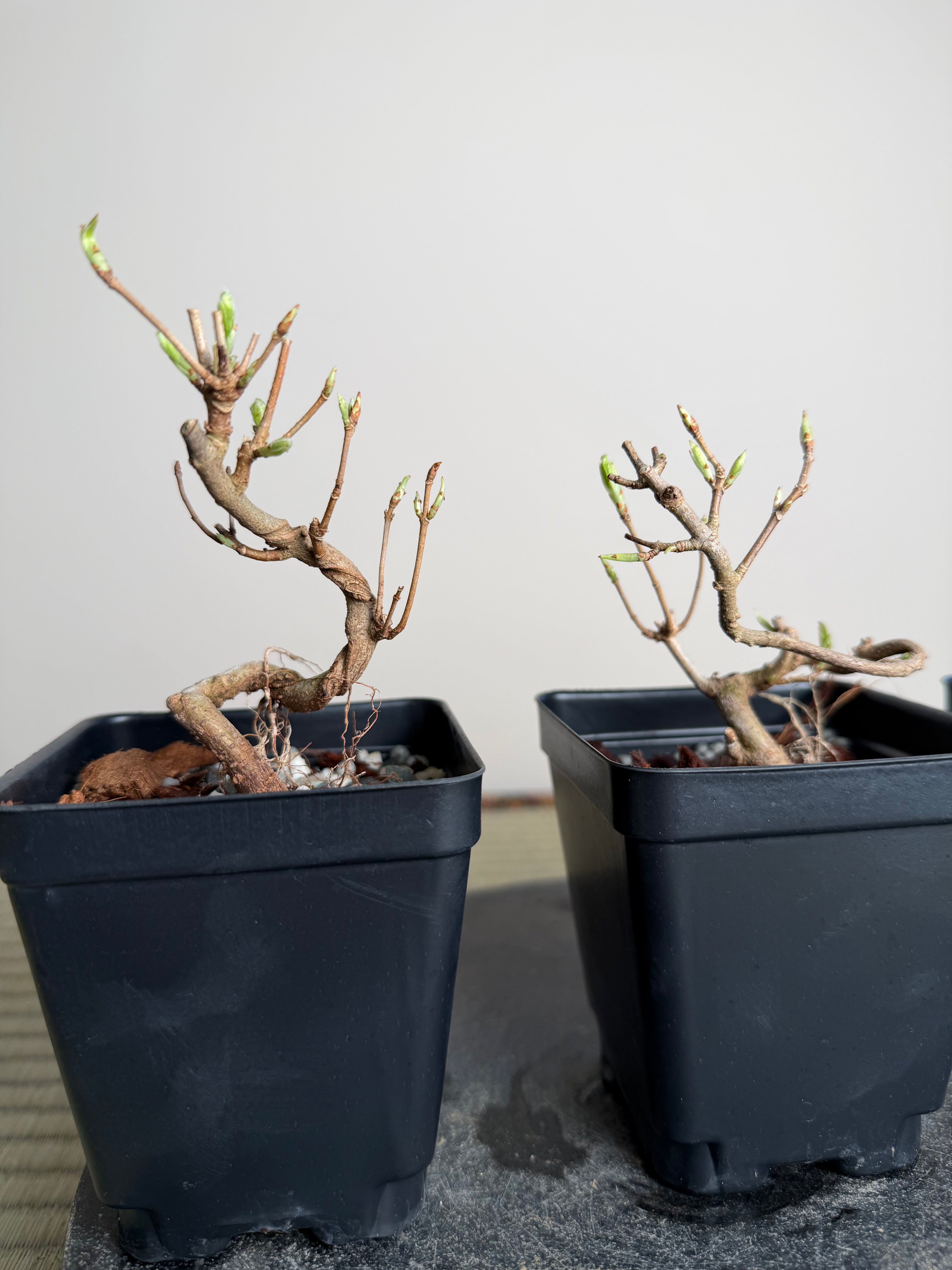 Acer buergerianum 'Miyasama'