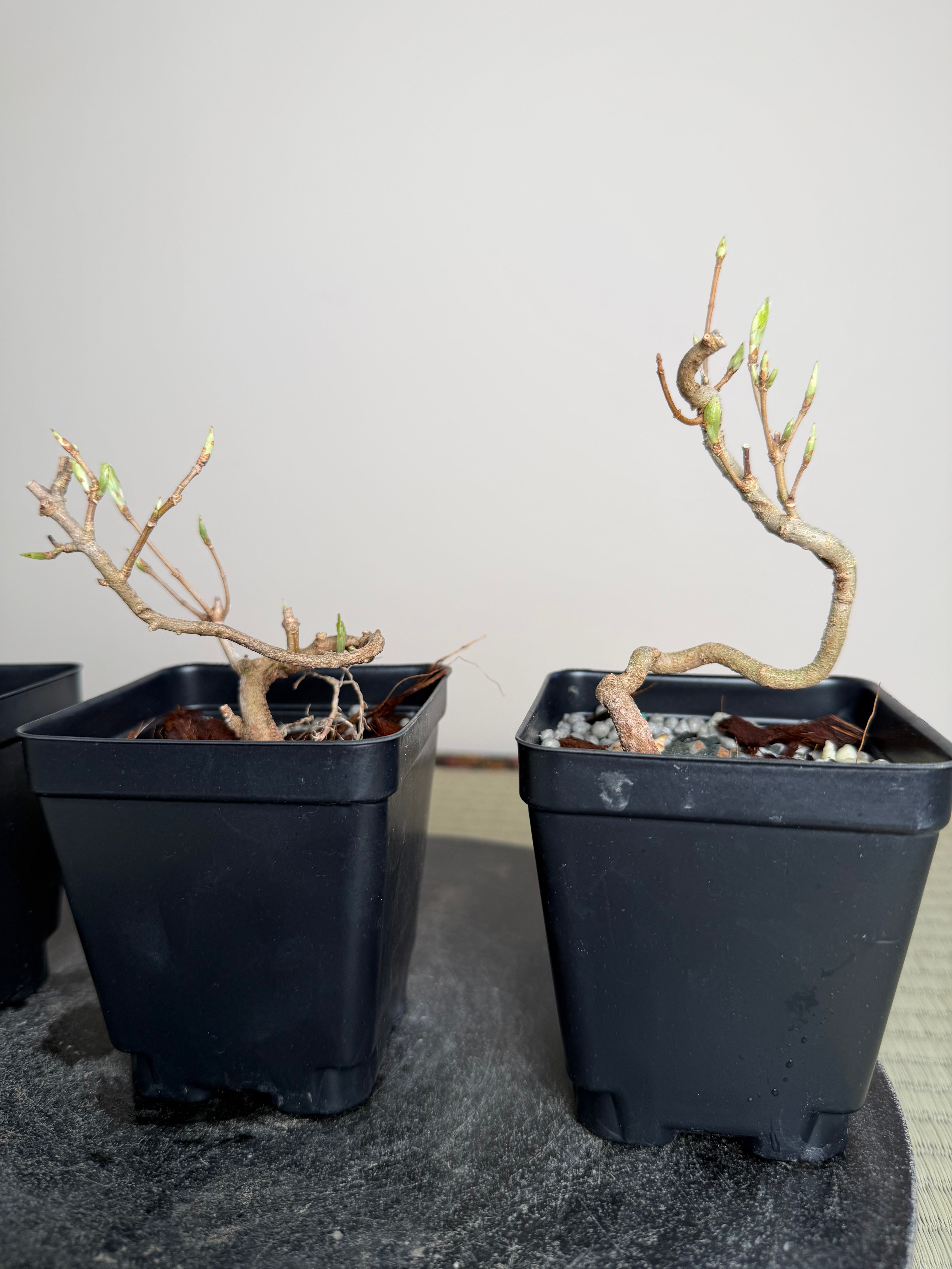 Acer buergerianum 'Miyasama'