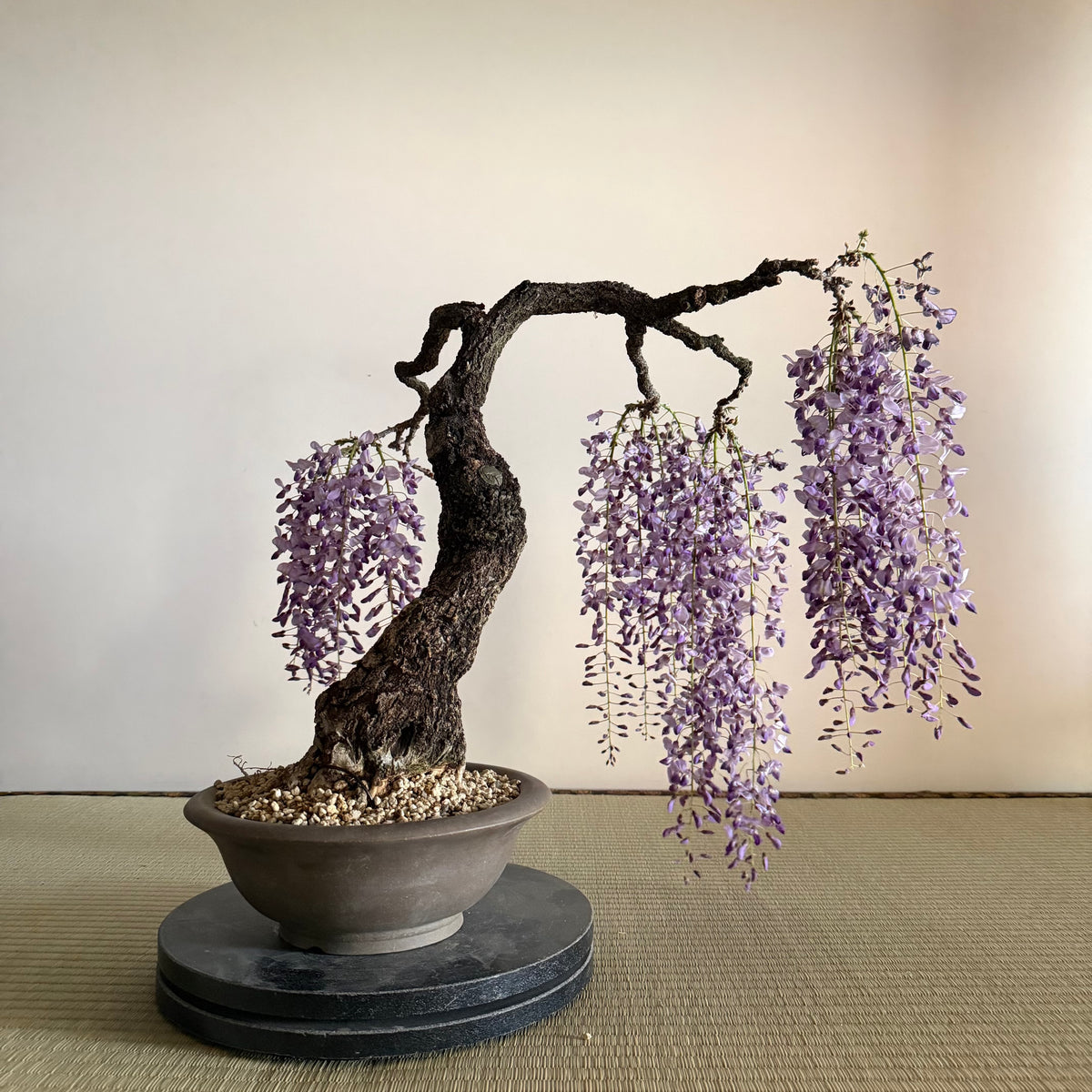 Wisteria floribunda