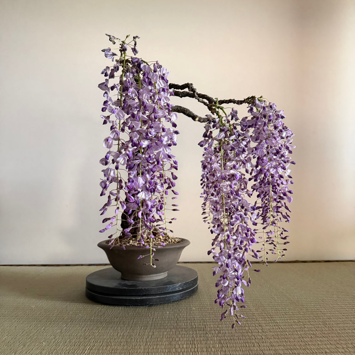 Wisteria floribunda