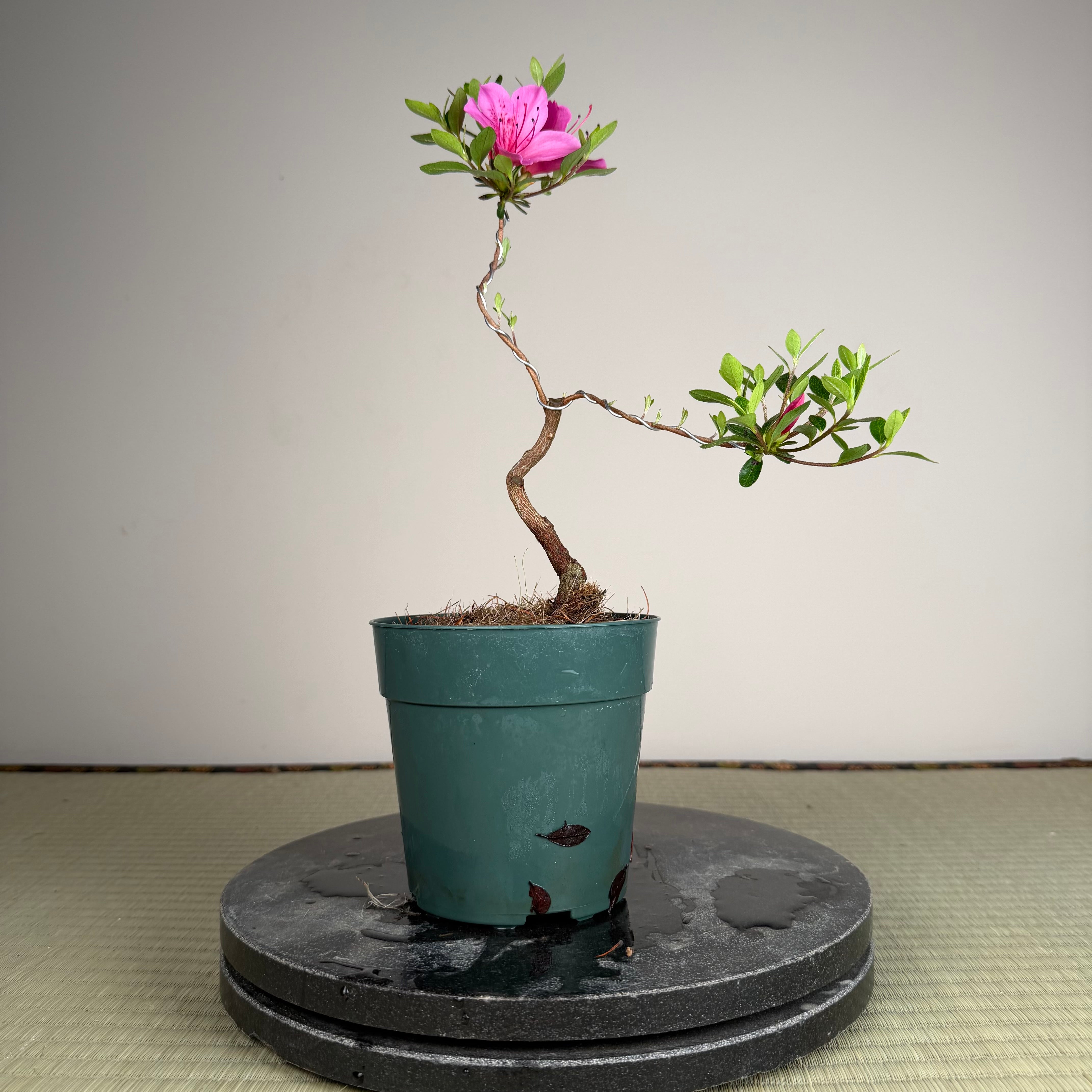 Rhododendron indicum 'Murasaki'
