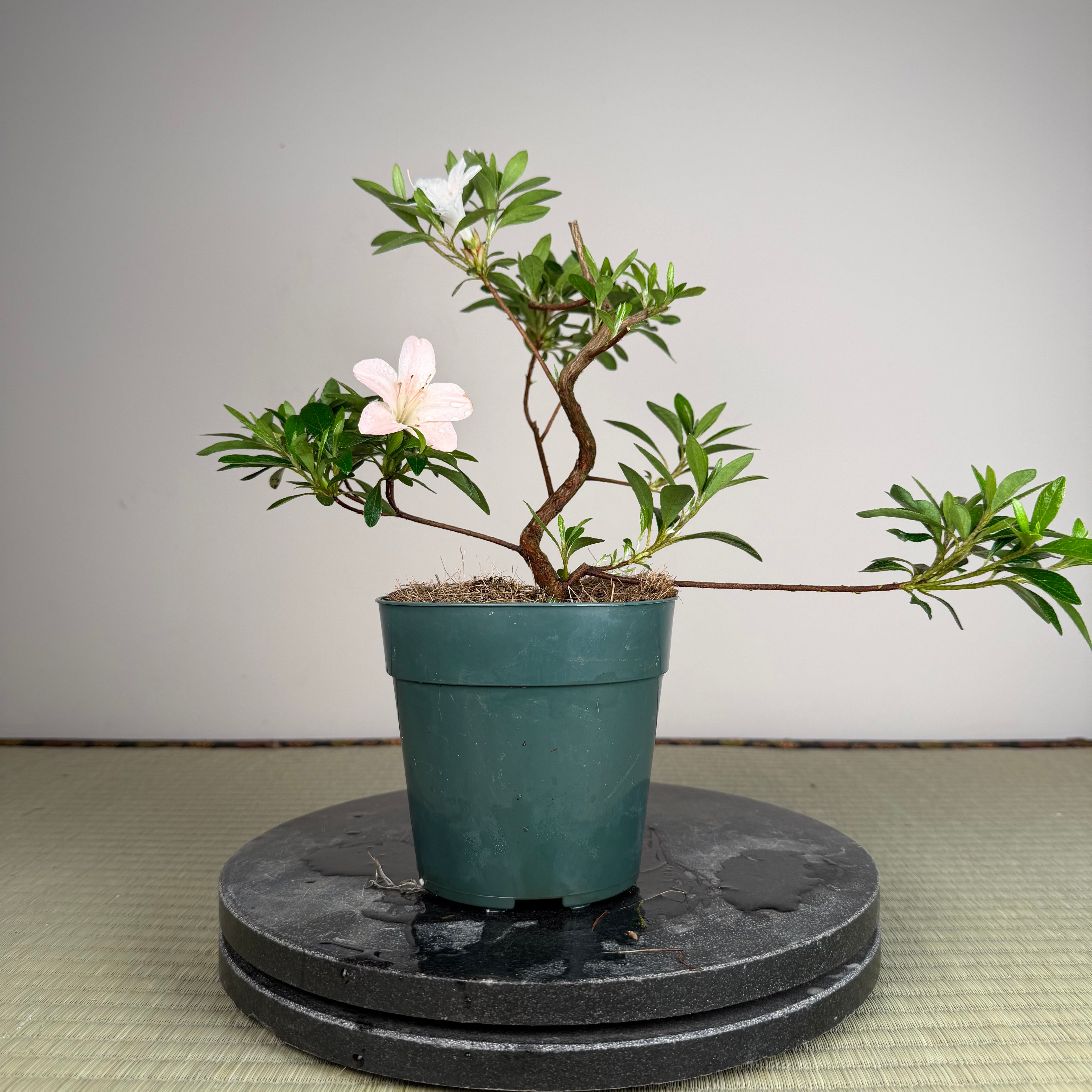 Rhododendron indicum 'Kozan'