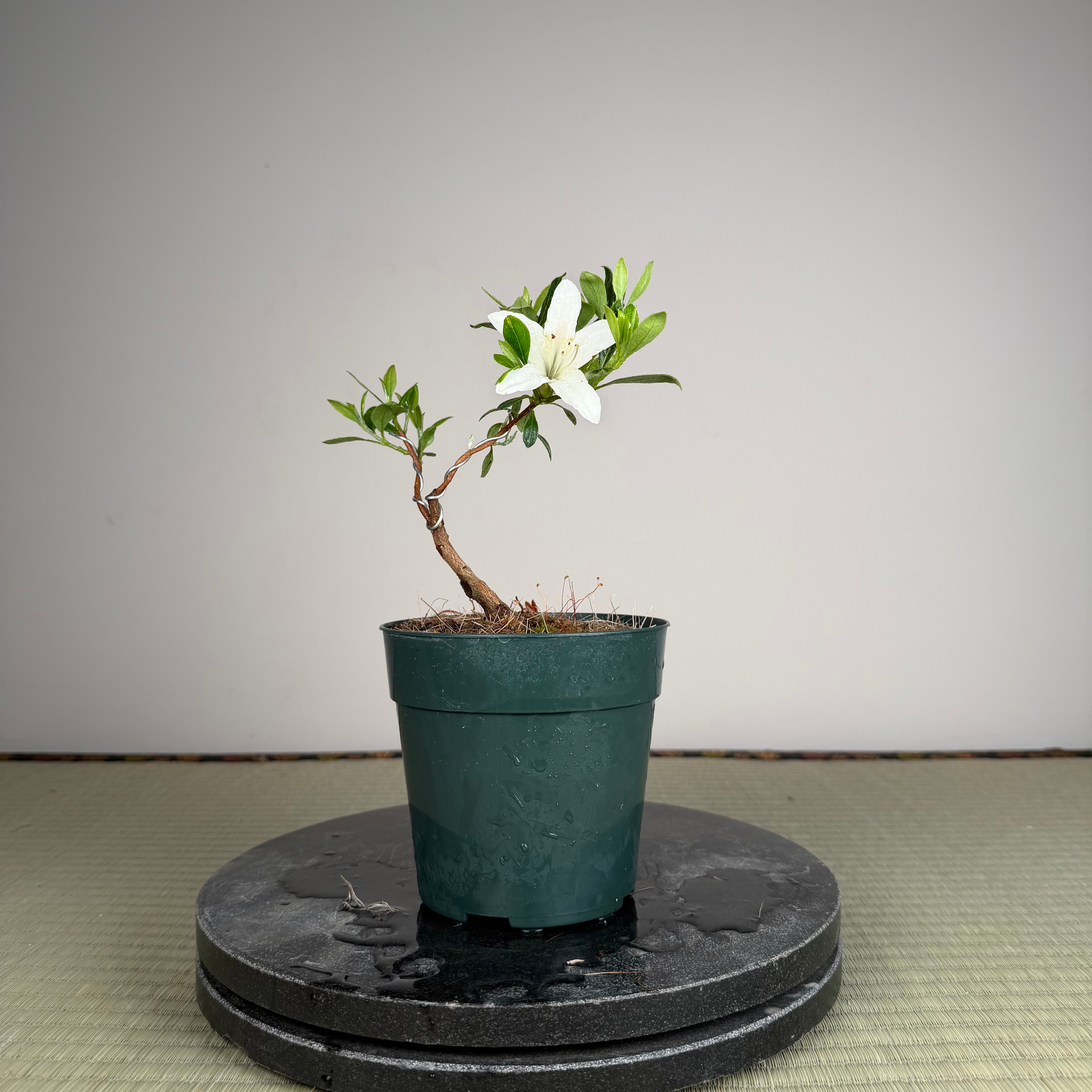 Rhododendron indicum 'Hakurei'
