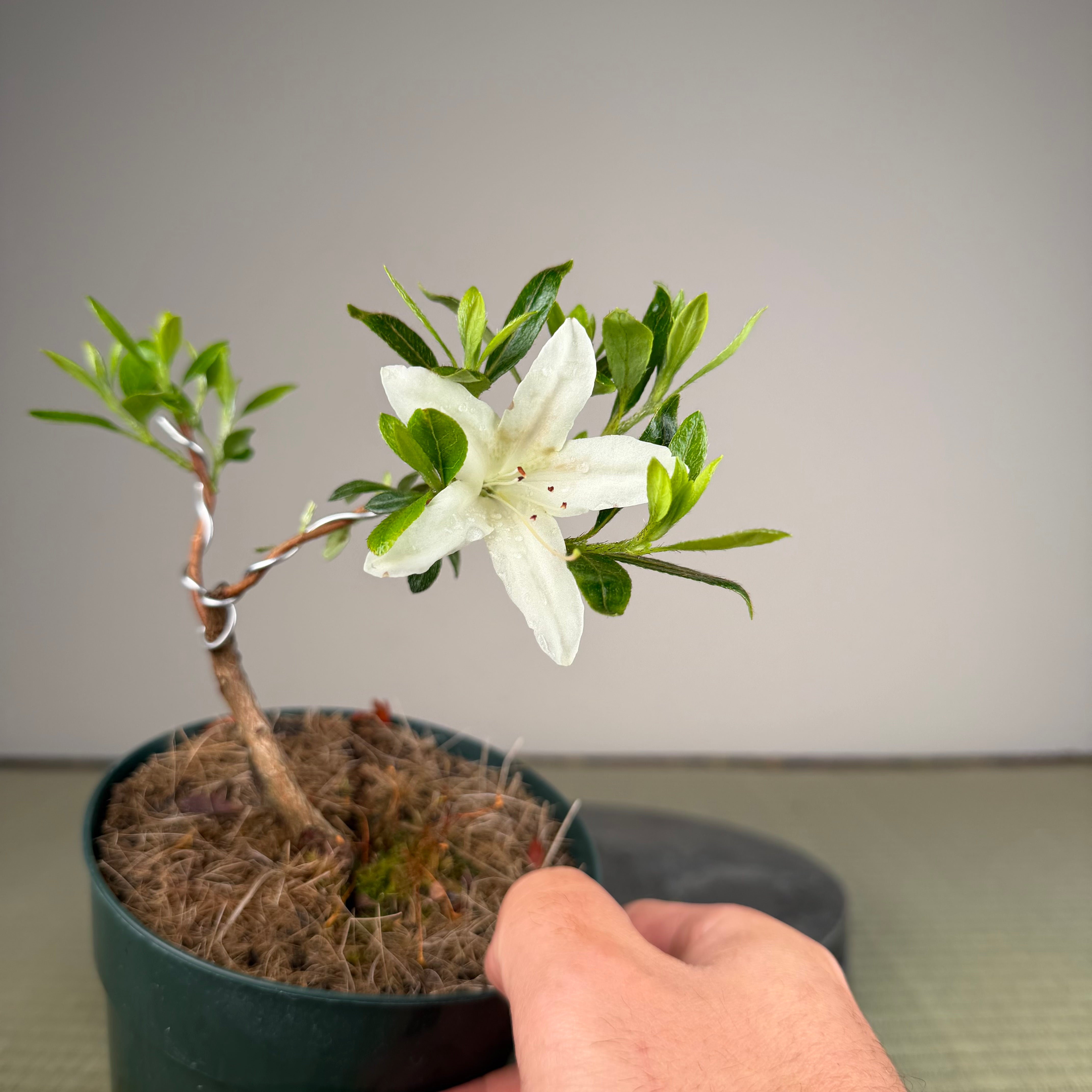 Rhododendron indicum 'Hakurei'
