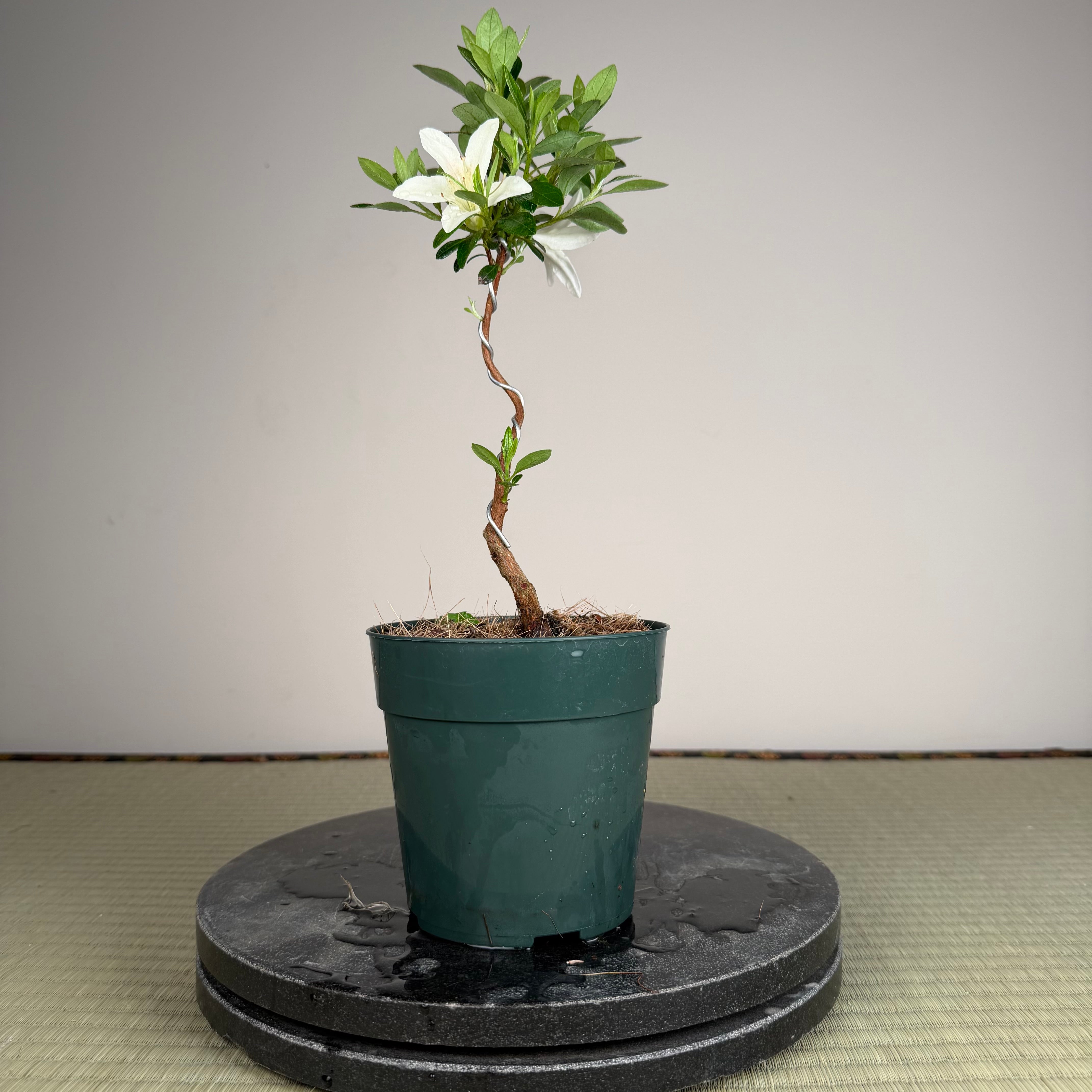 Rhododendron indicum 'Hakurei'