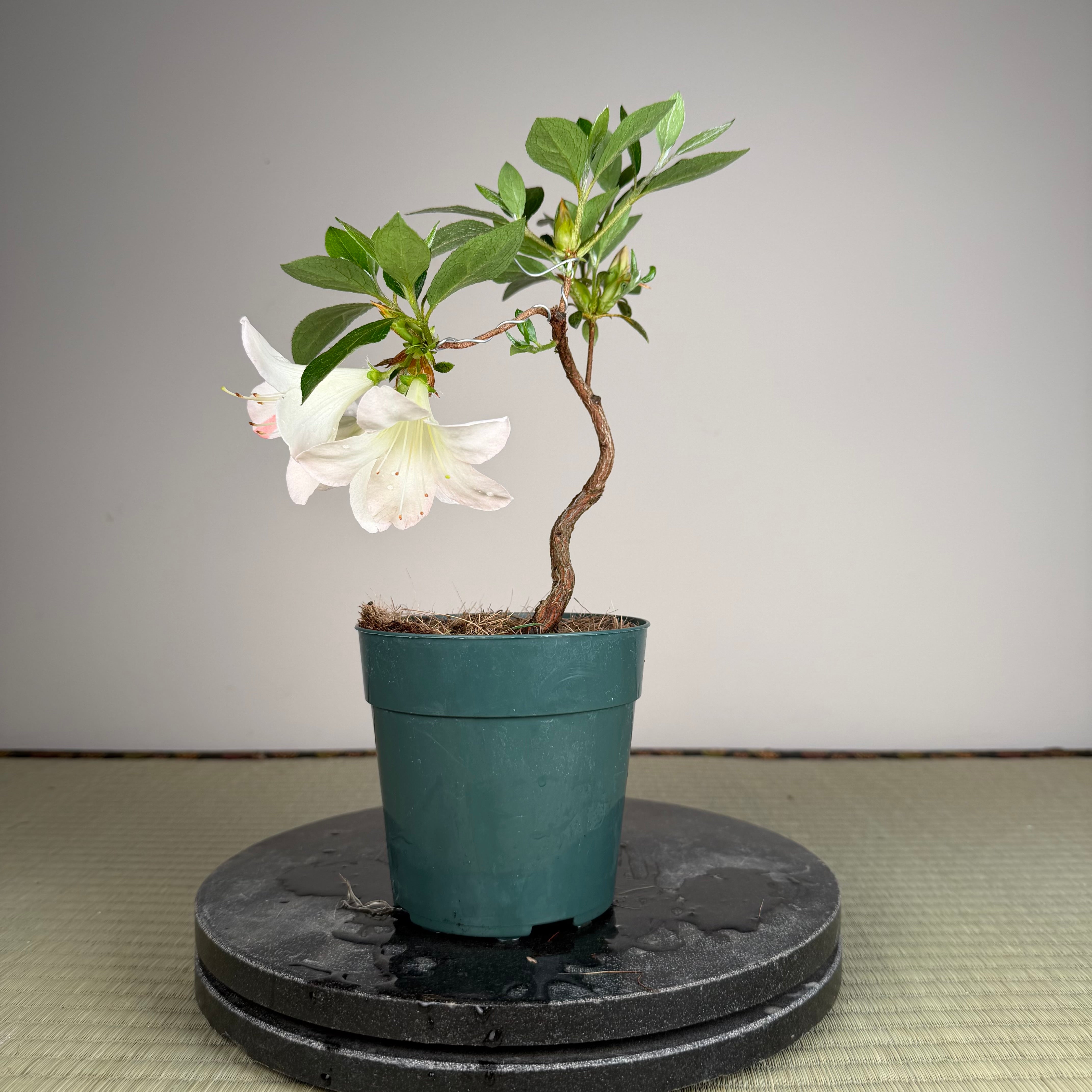 Rhododendron indicum 'Yume Mono Gatari'