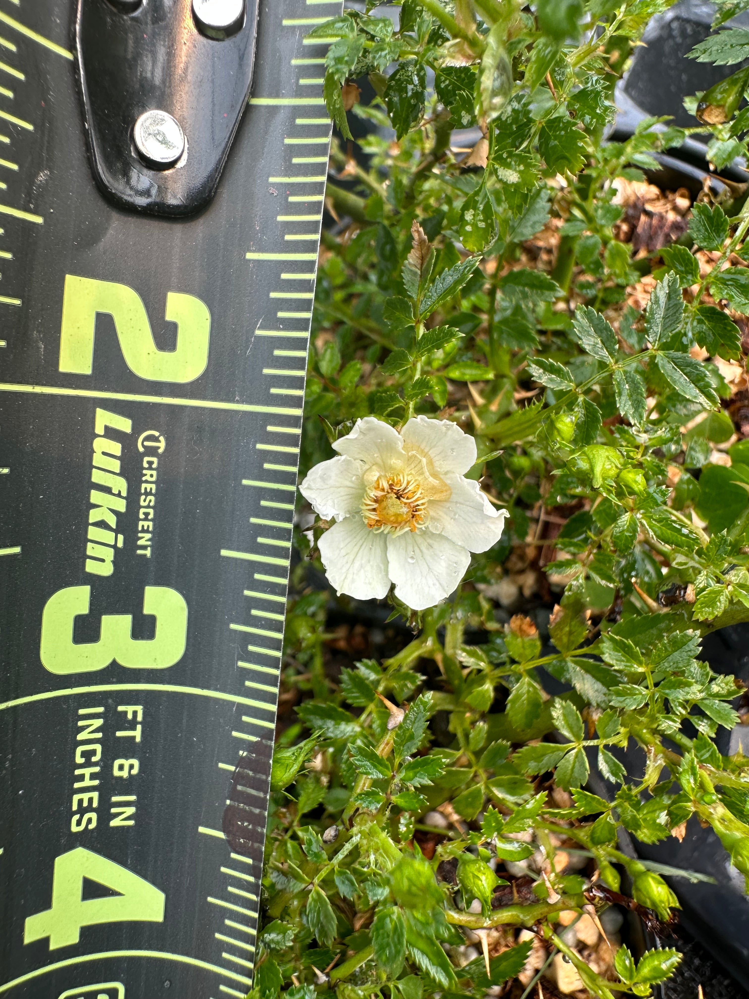 Rosa (white/pink)